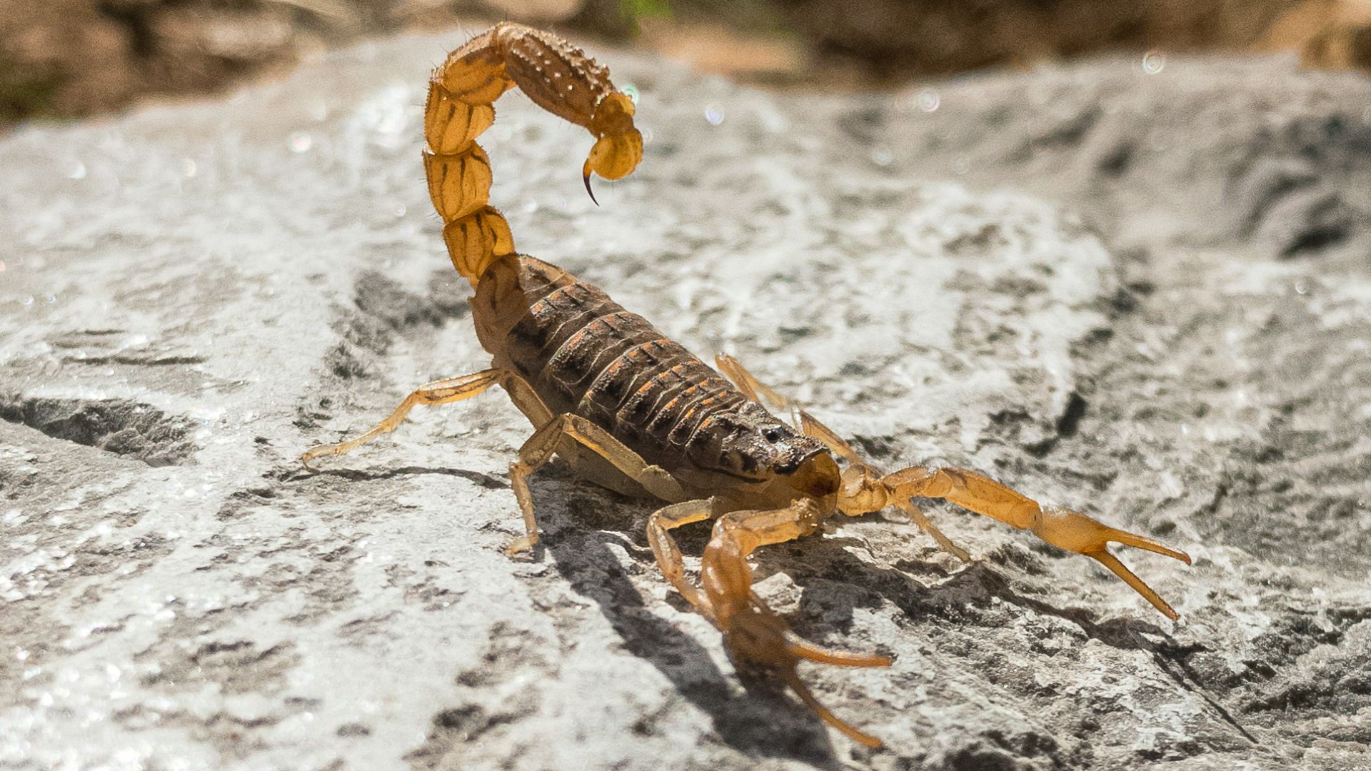 brown and black striped spider on gray rock