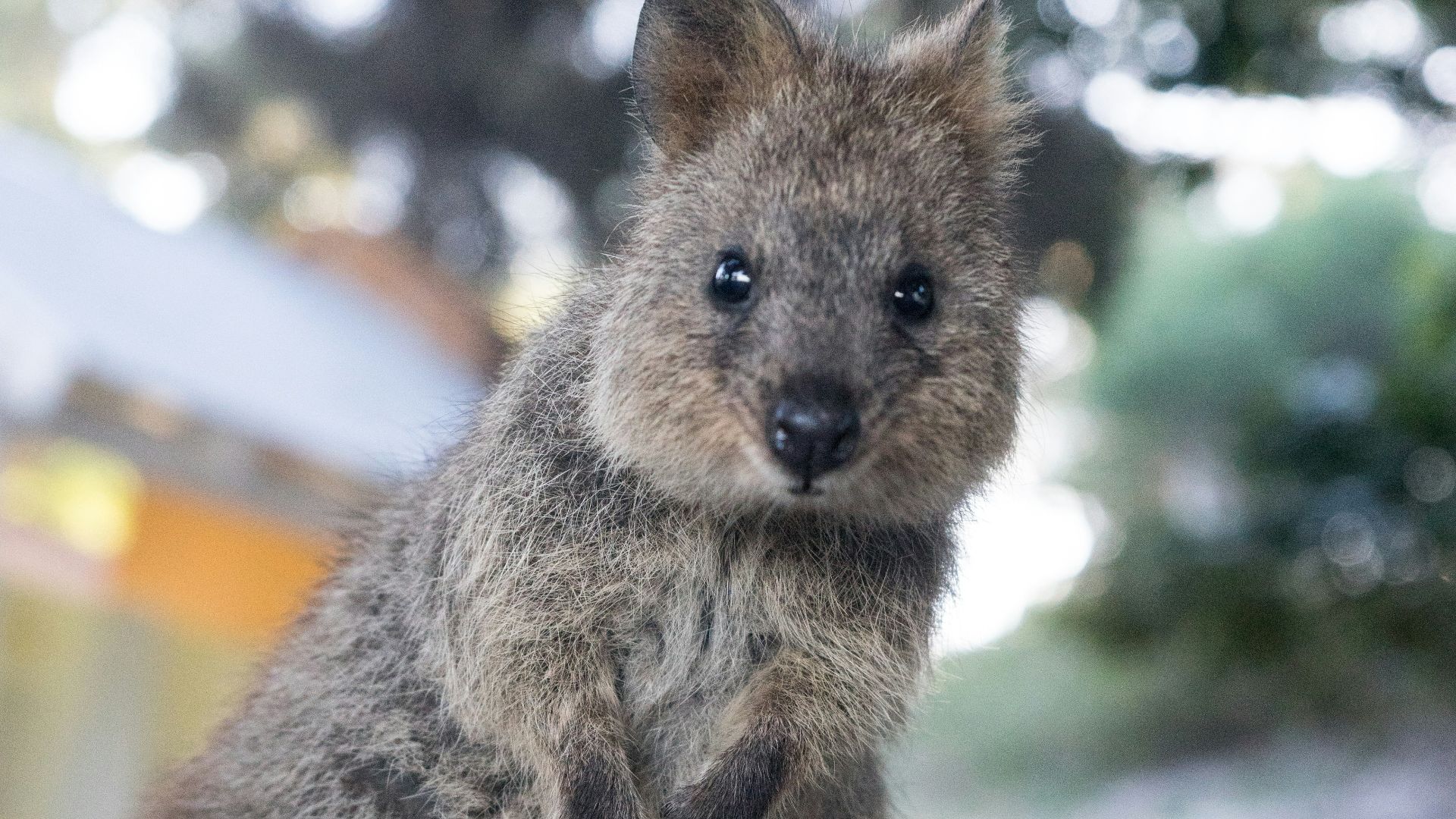 selective focus photography of gray animal