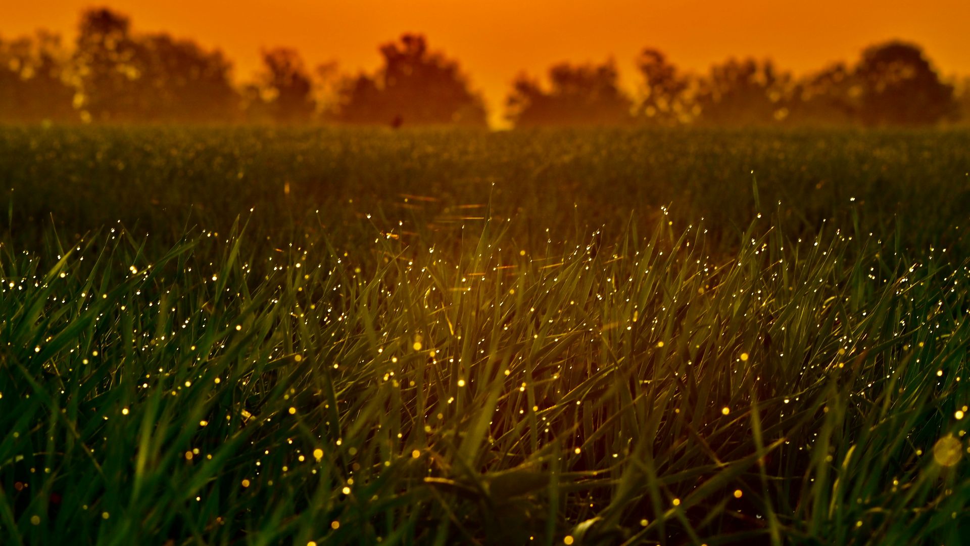 green grass field during sunset