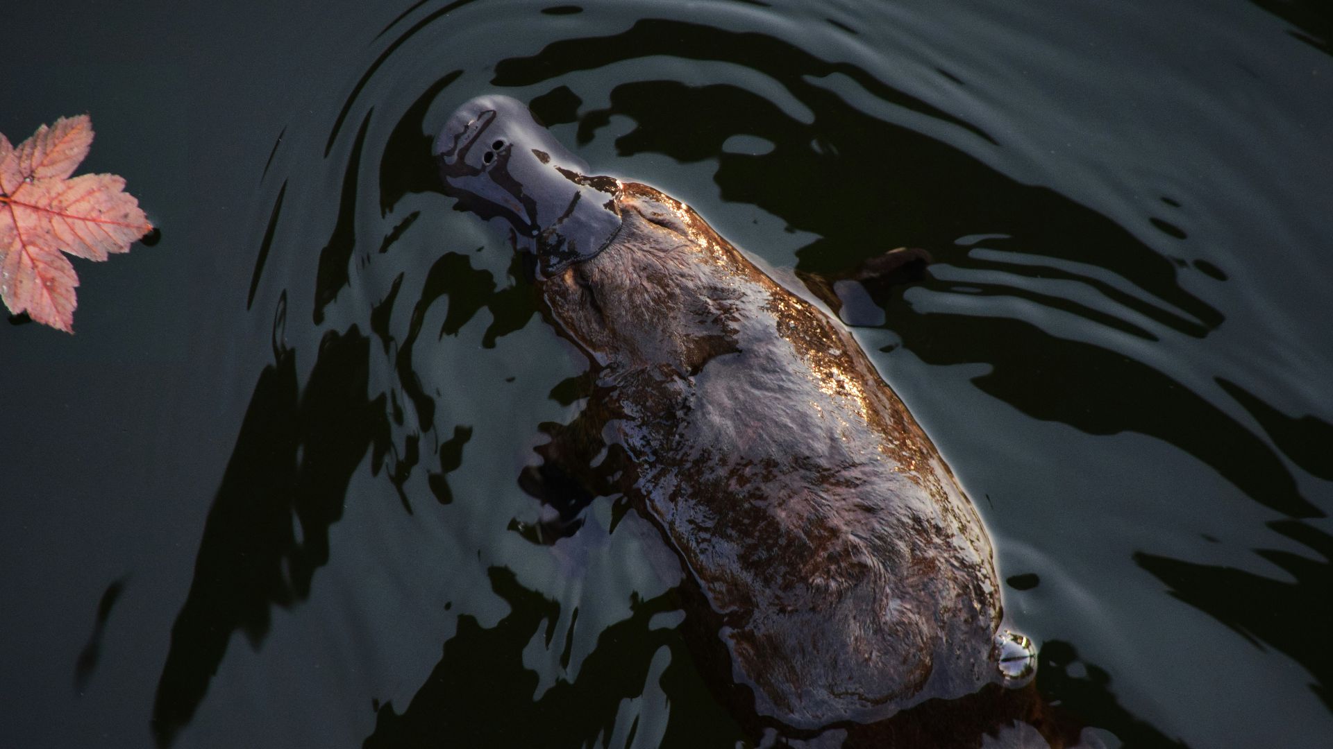 white and brown duck on water