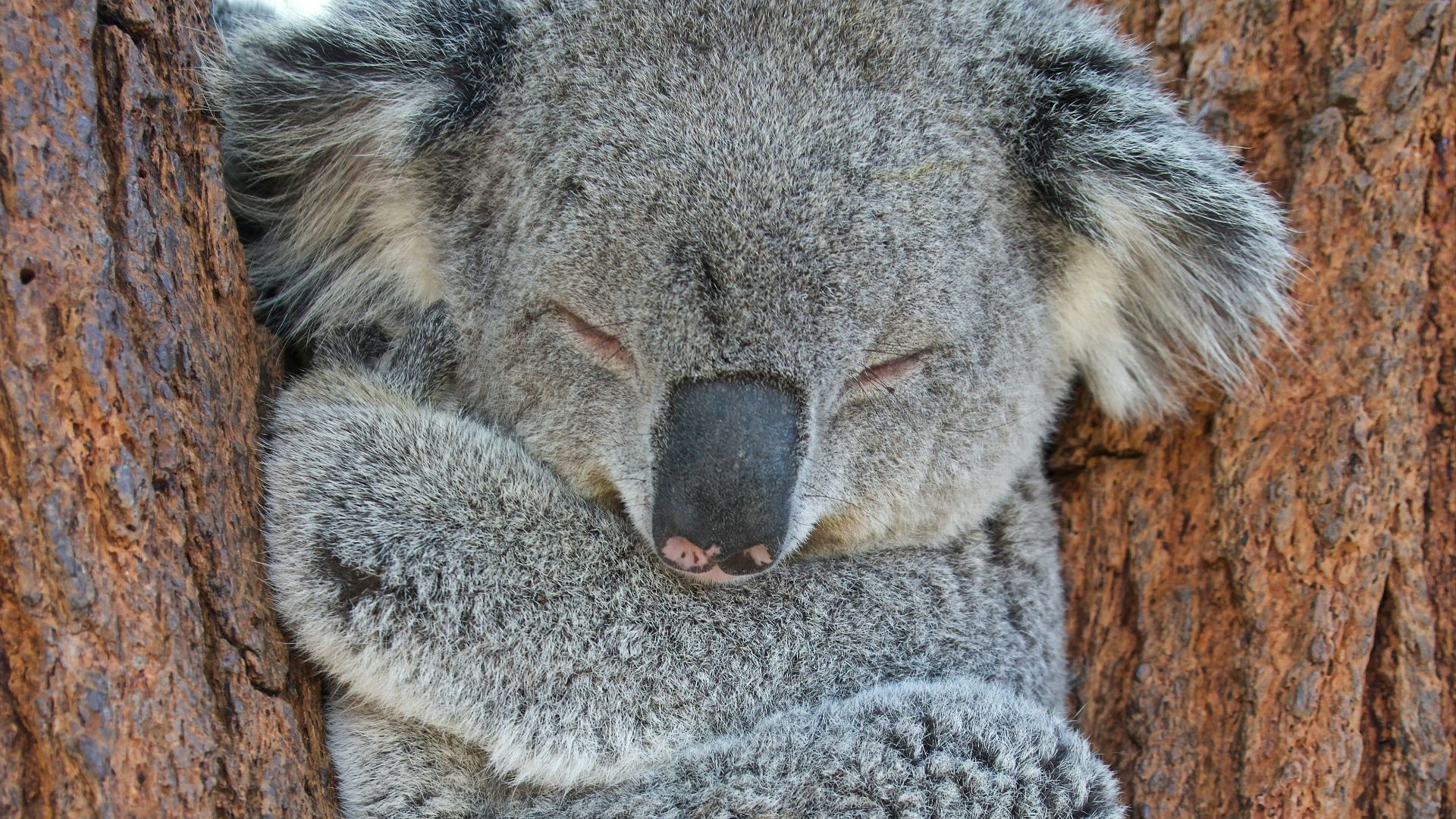 koala bear on brown tree