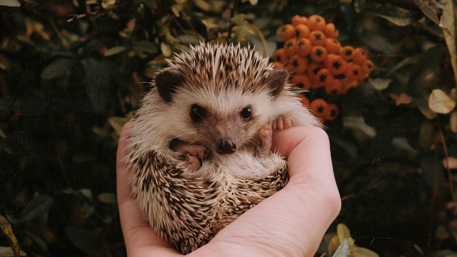 person holding leopard animal on brown leaves