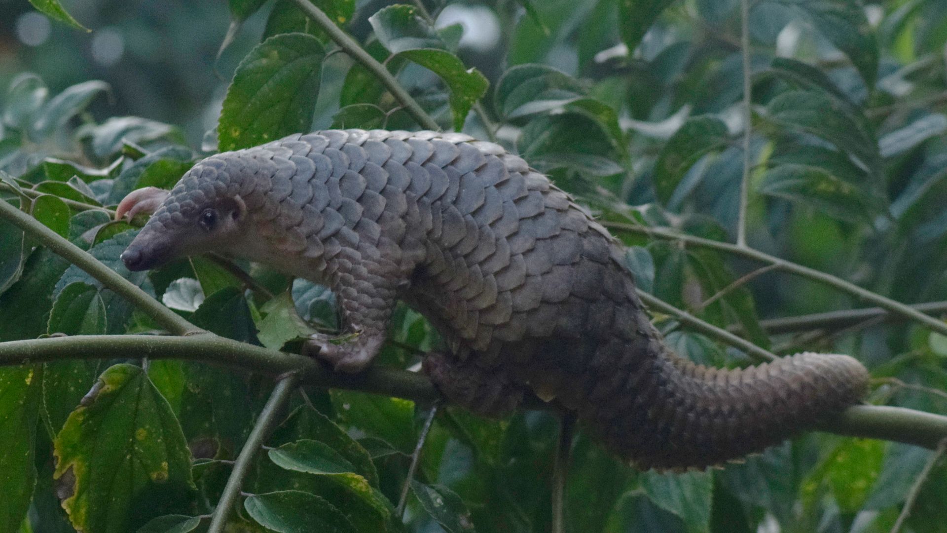 File:Trenggiling Sunda Sunda Pangolin Manis javanica.jpg