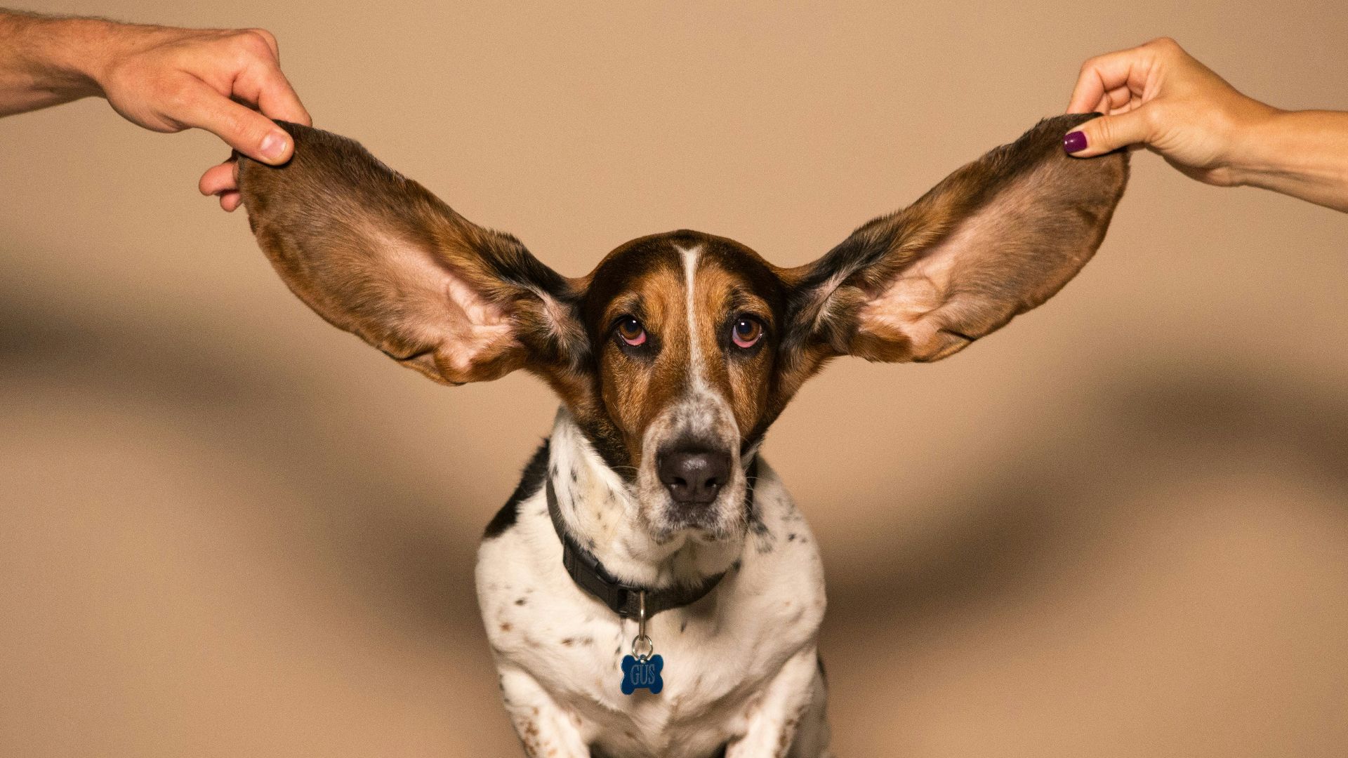 a dog sitting on top of a black table