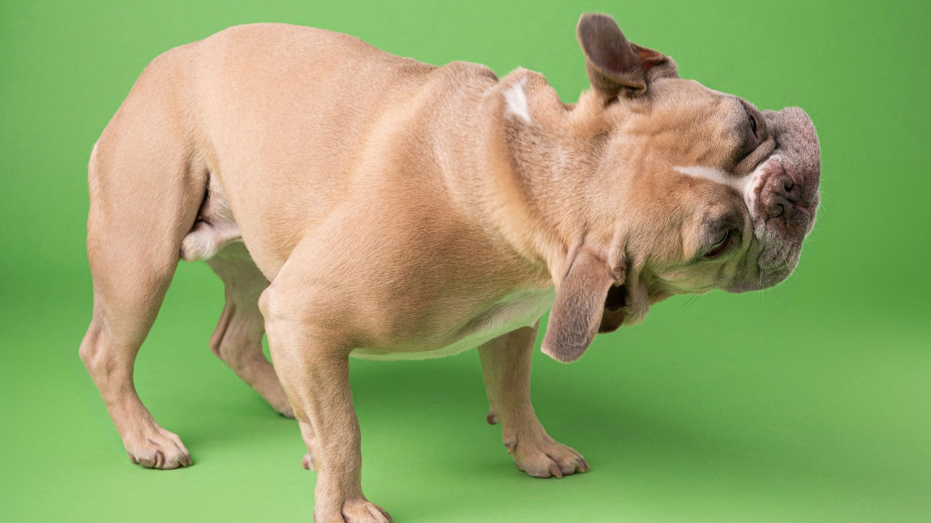 A brown dog standing on top of a green background