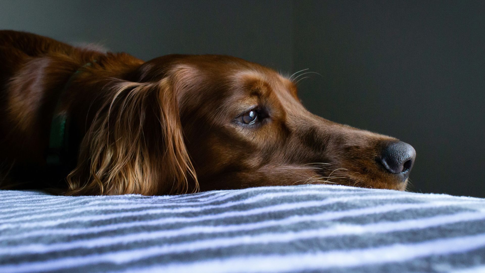 short-coat brown dog lying on blue and white striped bedspread