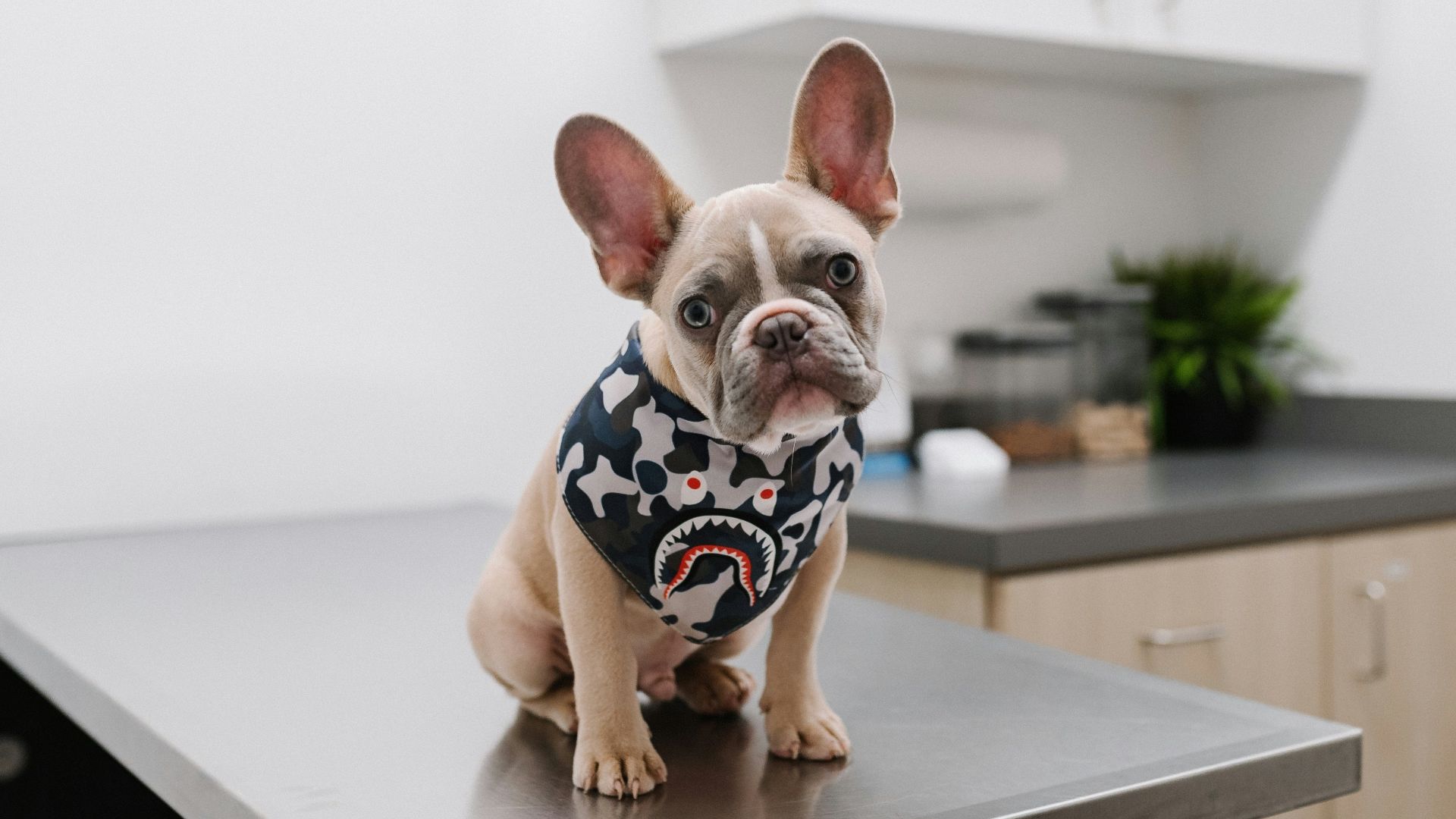 white and black short coated dog wearing white and black polka dot shirt