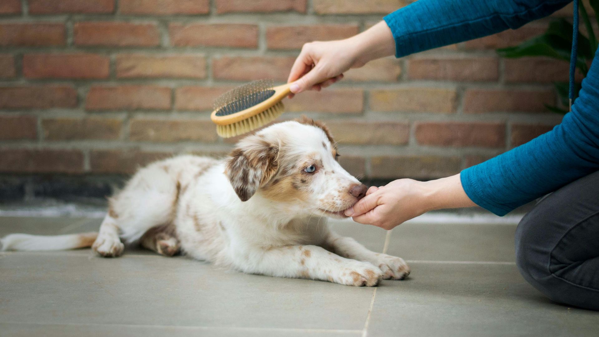 a person is brushing a dog's teeth with a brush