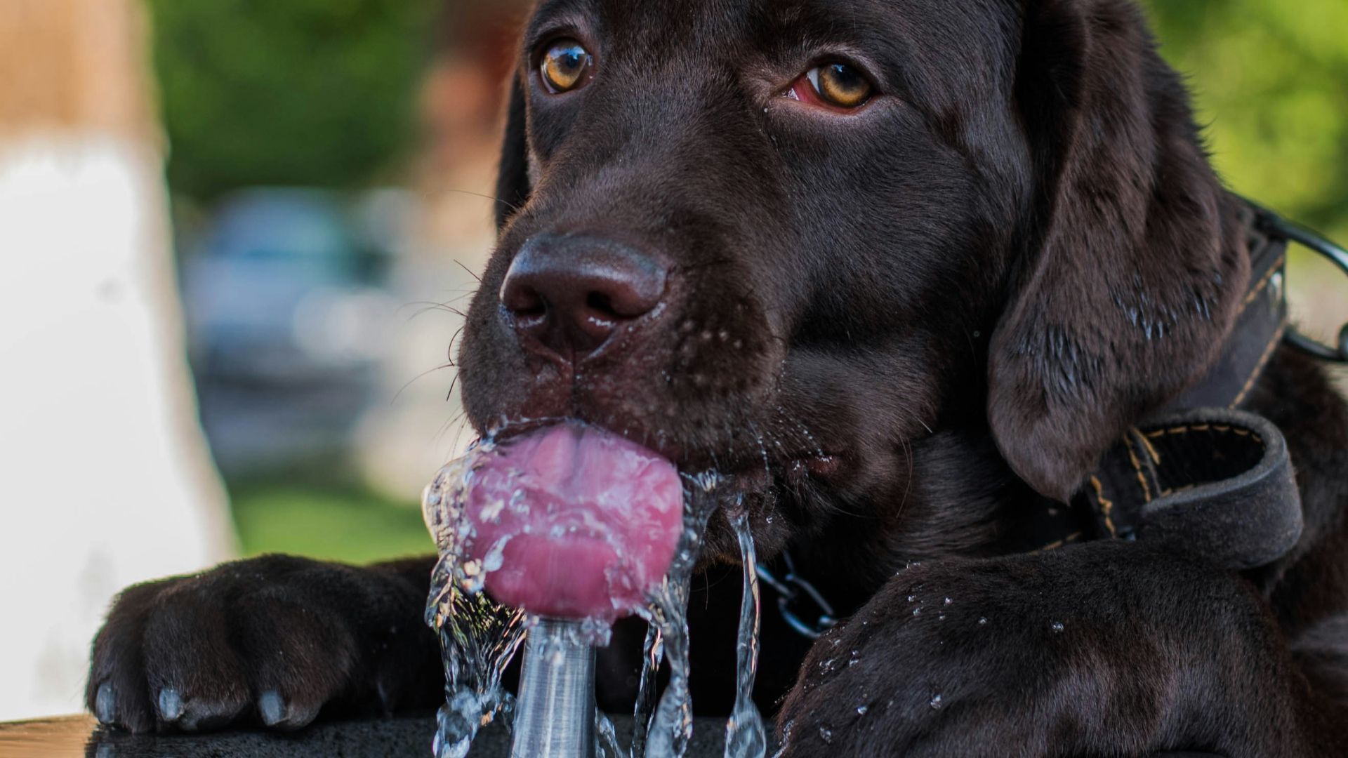 black labrador retriever puppy biting purple and white ball