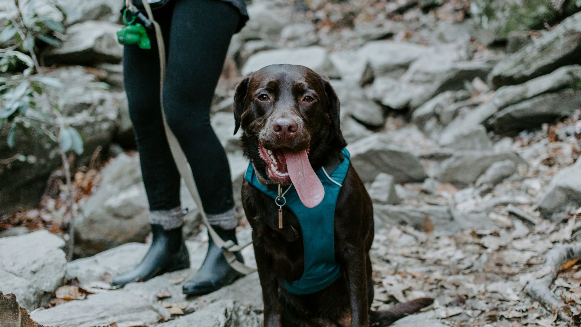 brown dog sitting bedside standing woman during daytime