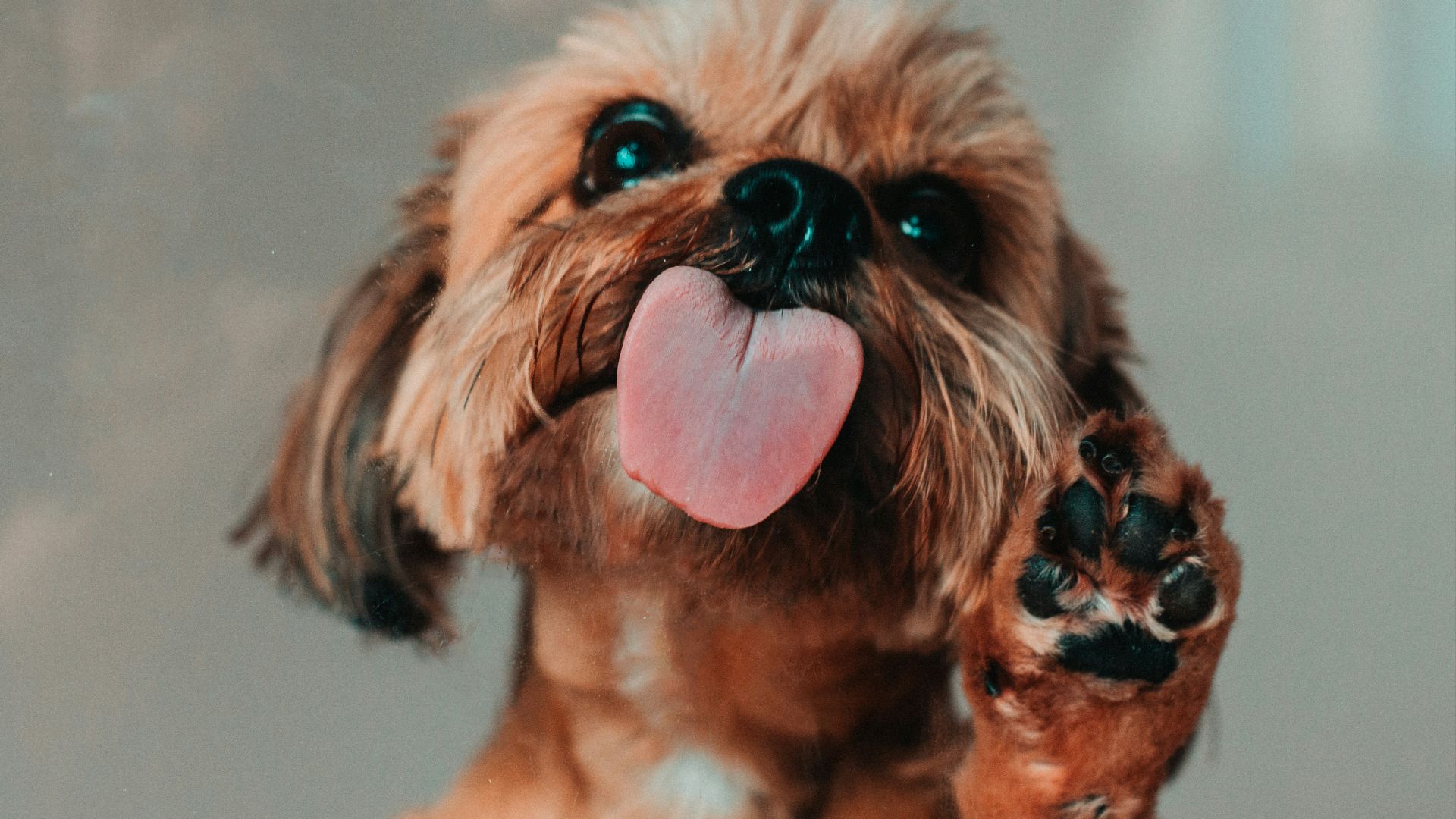 brown and white shih tzu puppy