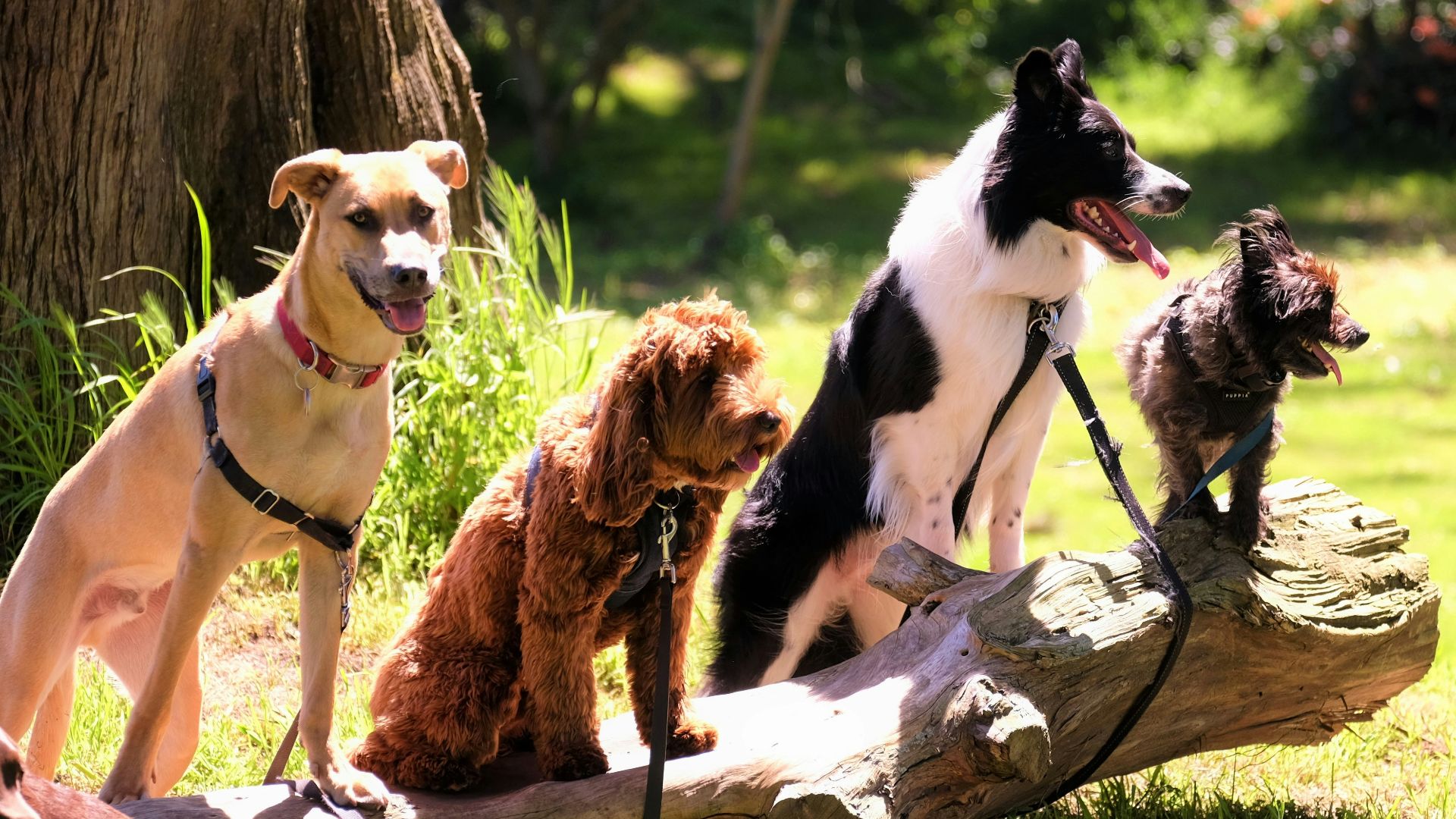 shallow focus photo of dogs on tree log
