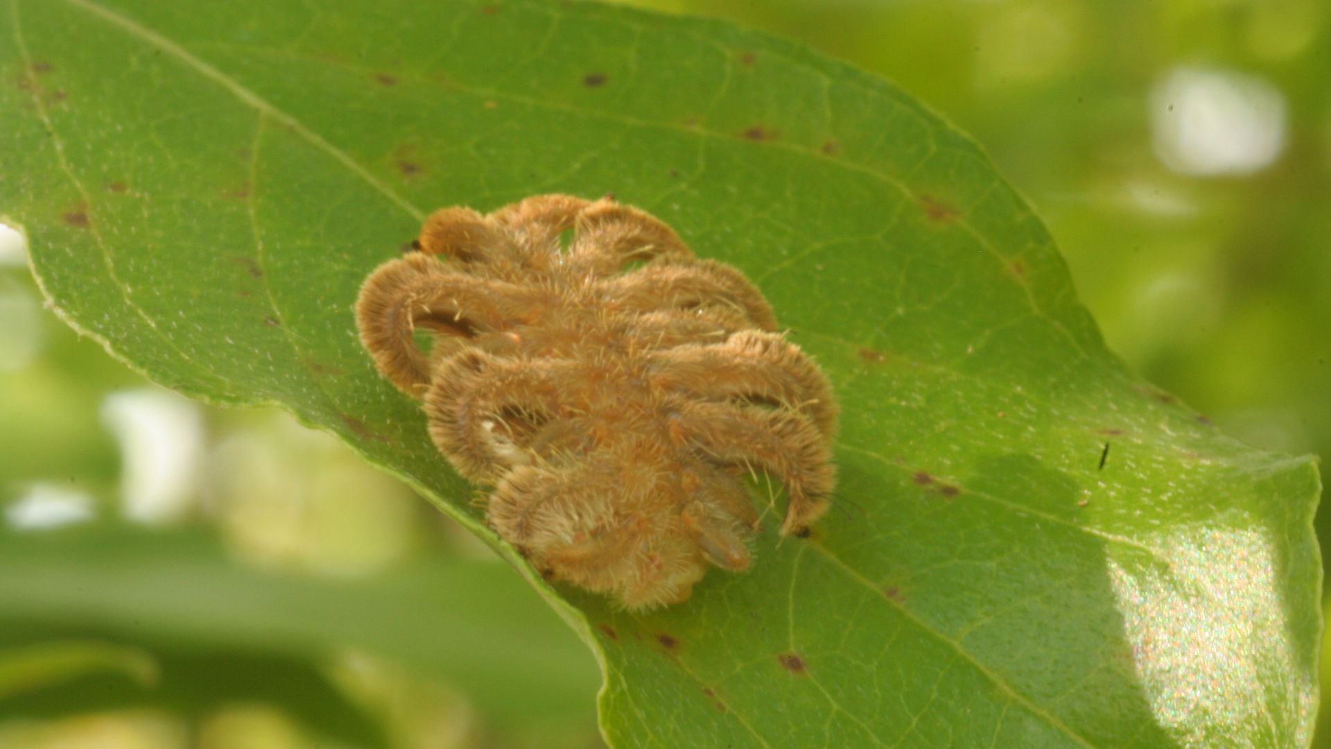 File:Phobetron pith.JPG