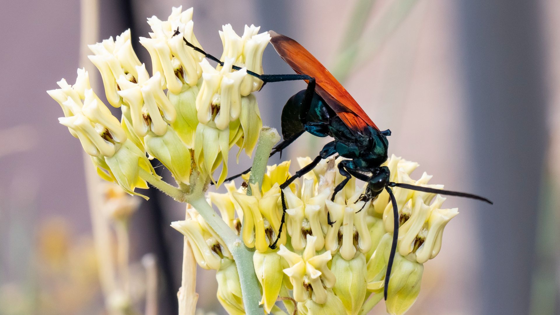File:Tarantula hawk wasp (52977282305).jpg