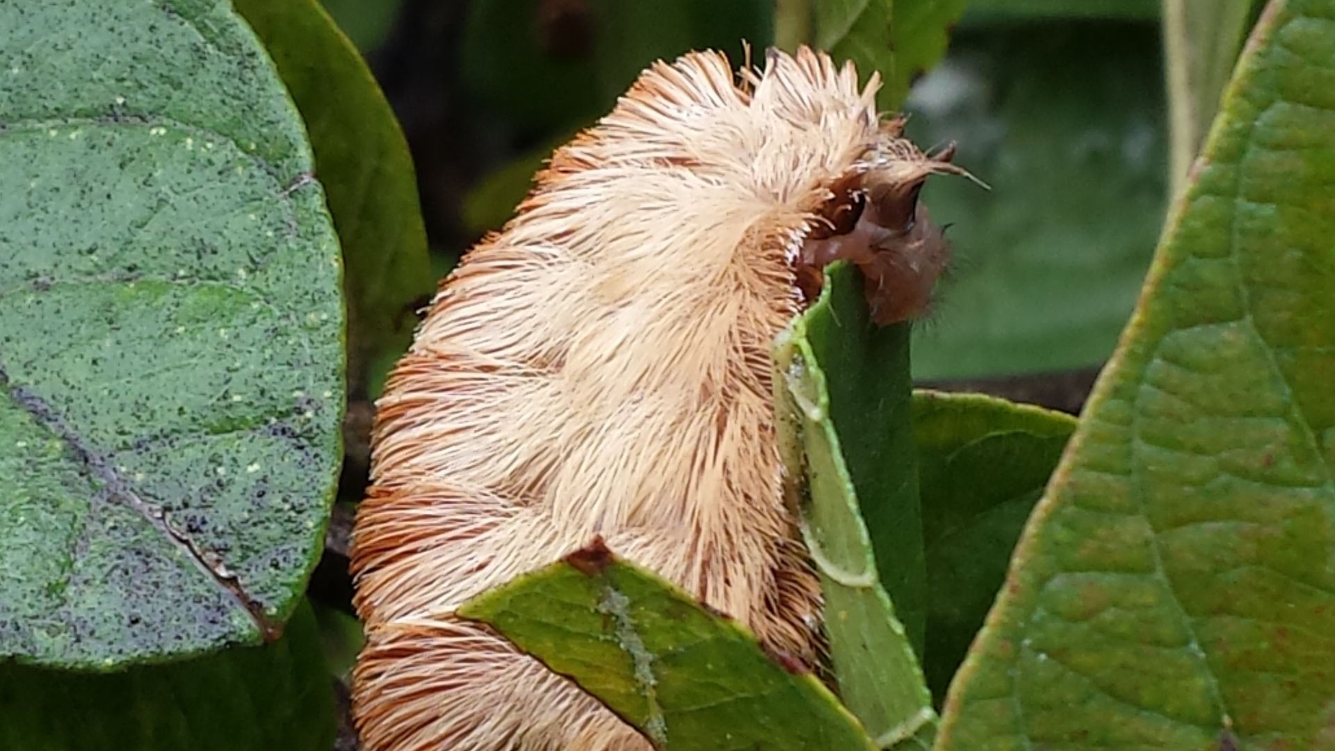 File:Megalopyge opercularis (Larva).jpg