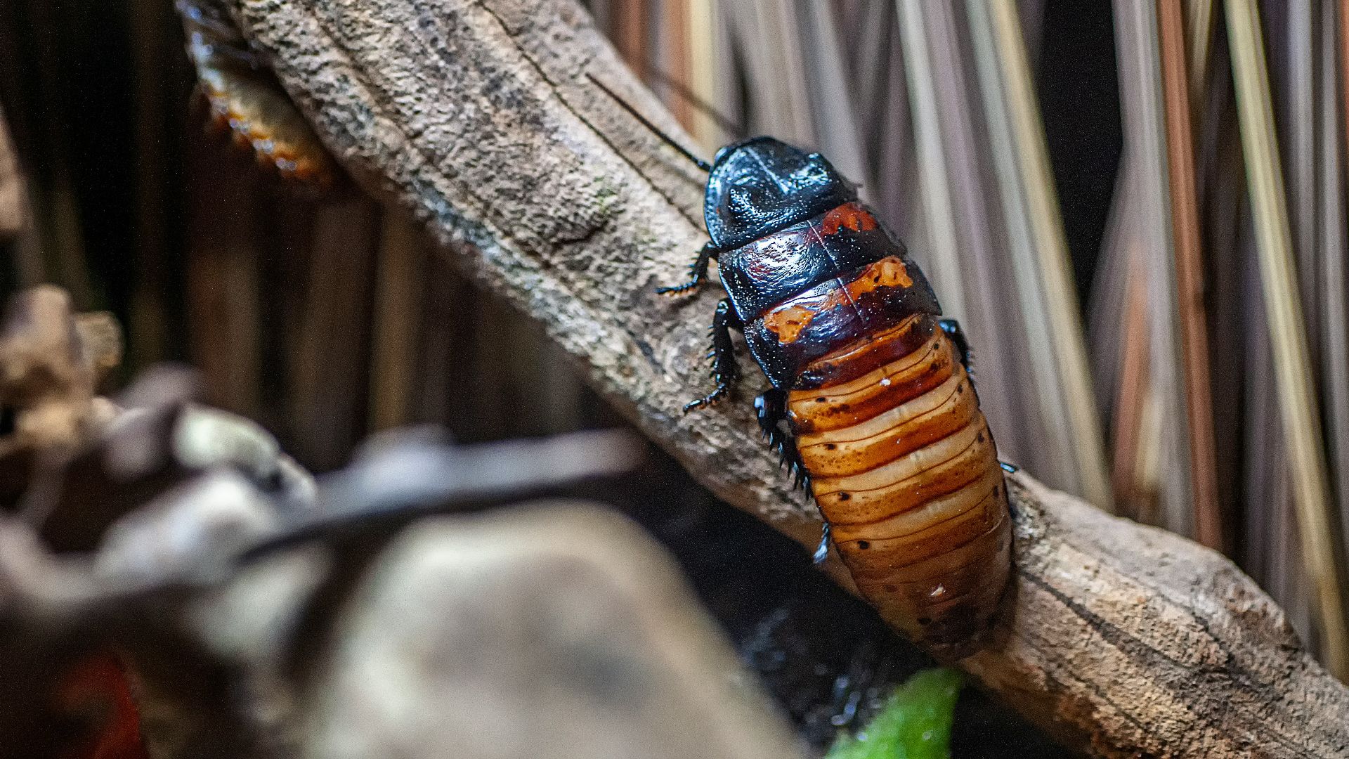 brown and black cockroach on tree branch