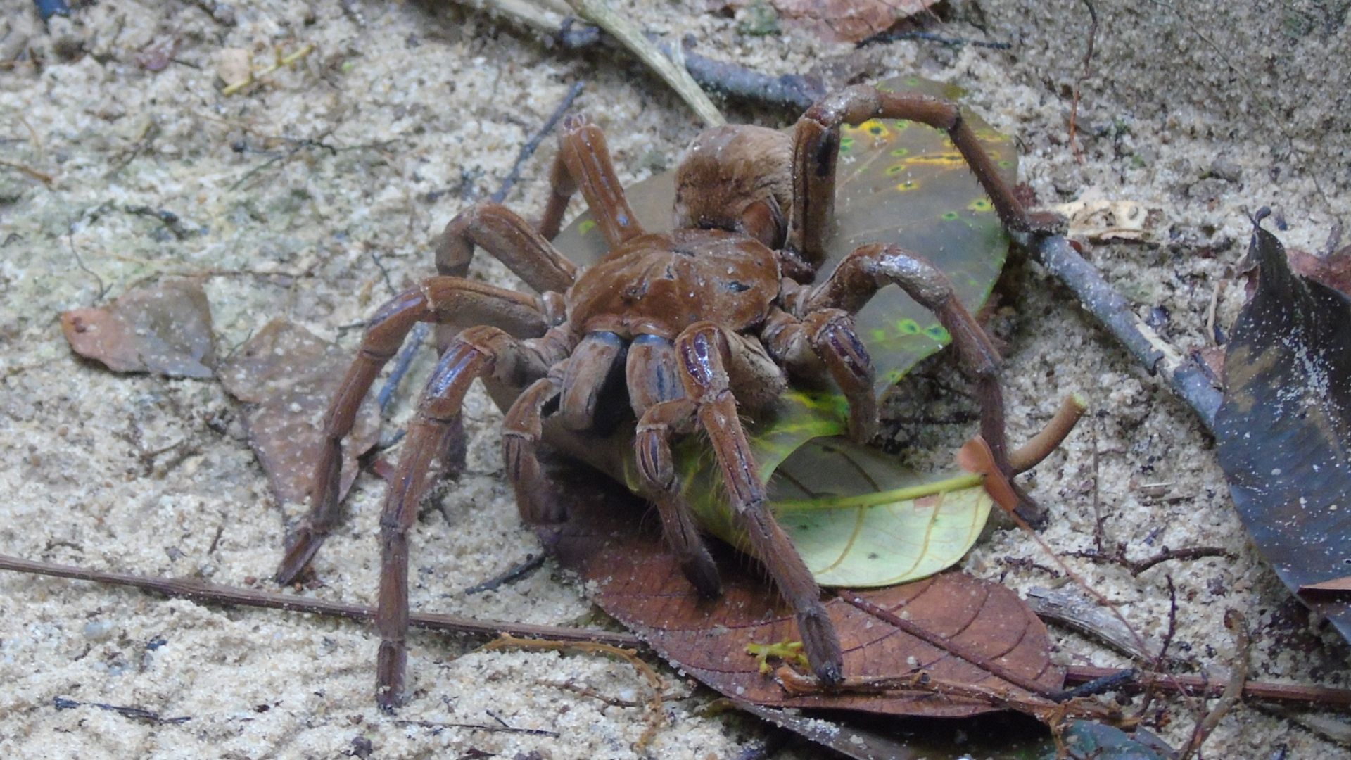 File:Theraphosa blondi 240637455.jpg