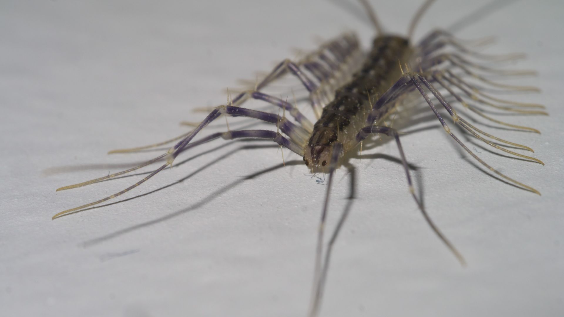 File:Scutigeromorpha P1580883a.jpg