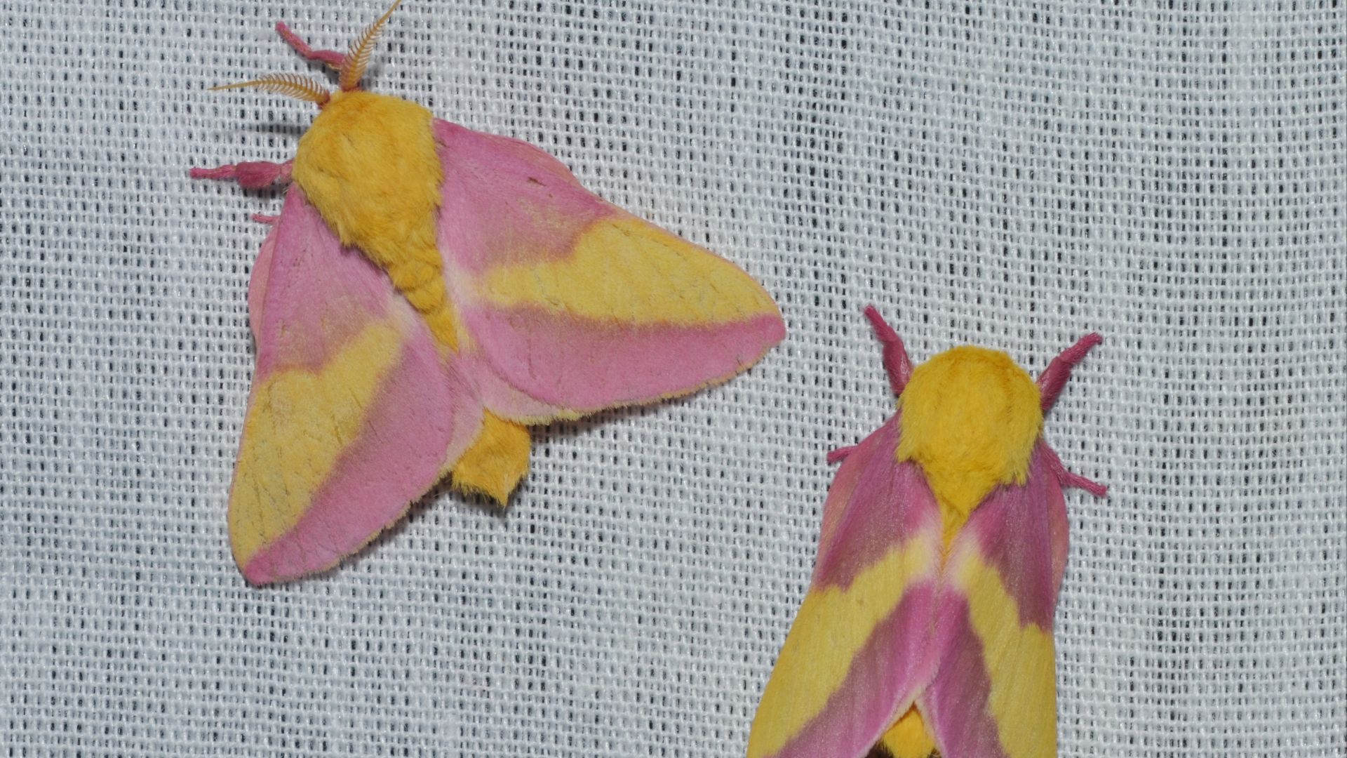 File:- 7715 – Dryocampa rubicunda – Rosy Maple Moth (20310375569).jpg