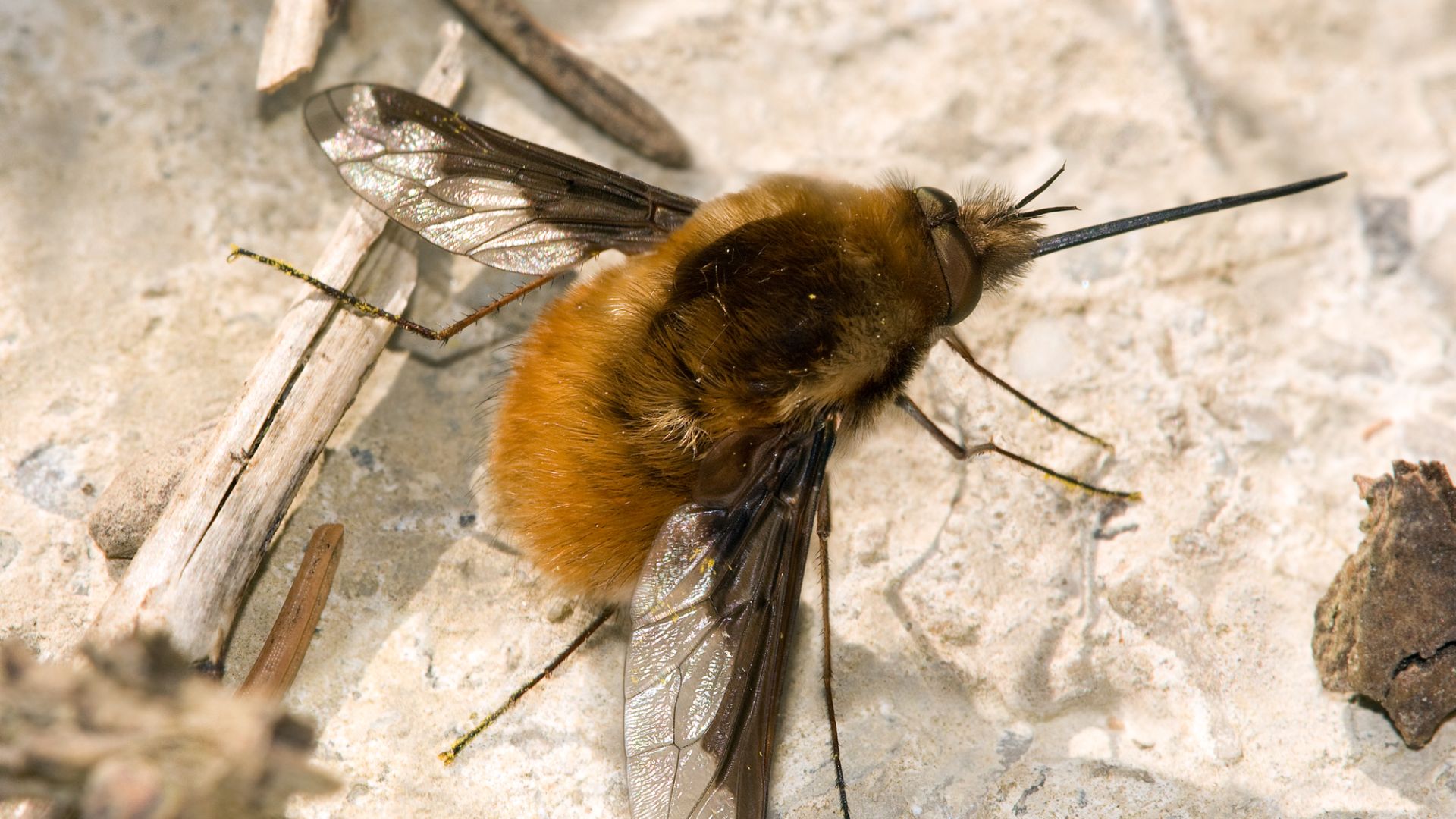 File:Grosser Wollschweber Bombylius major.jpg