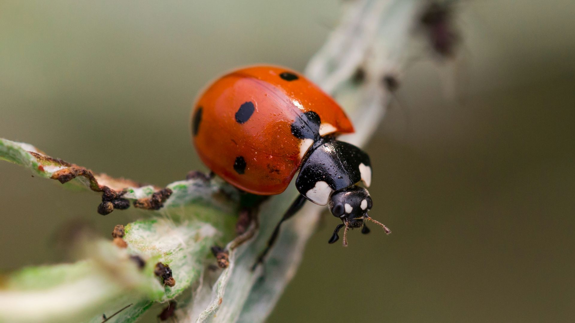 a close up of a lady bug on a plant