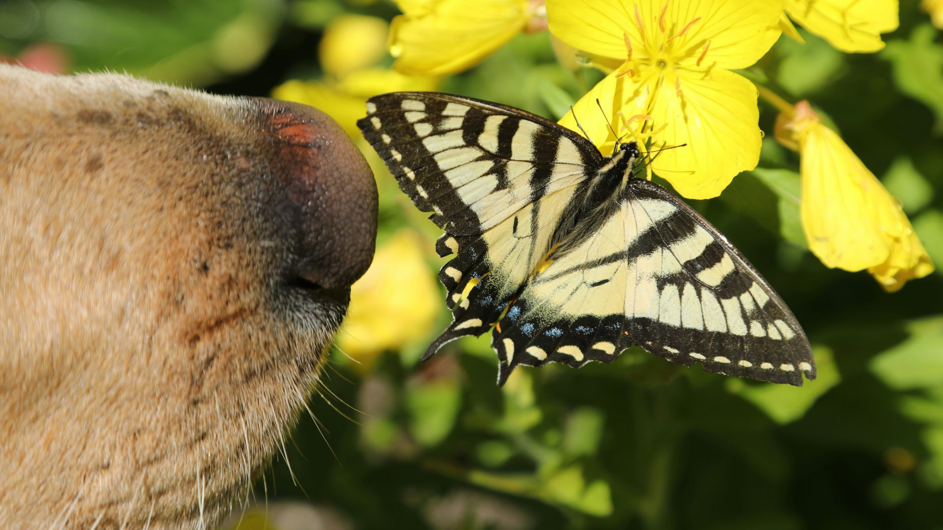white and black butterfly pearching on flower