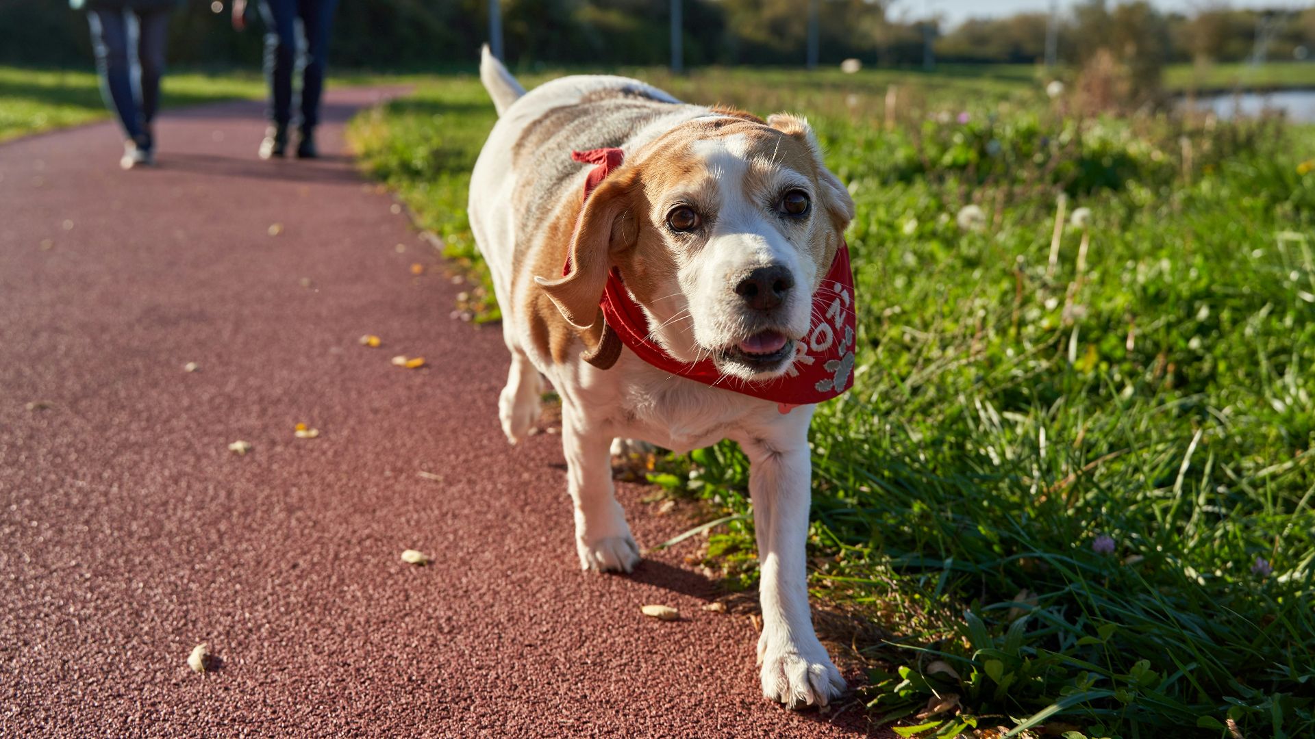 A dog on a leash walking down a path