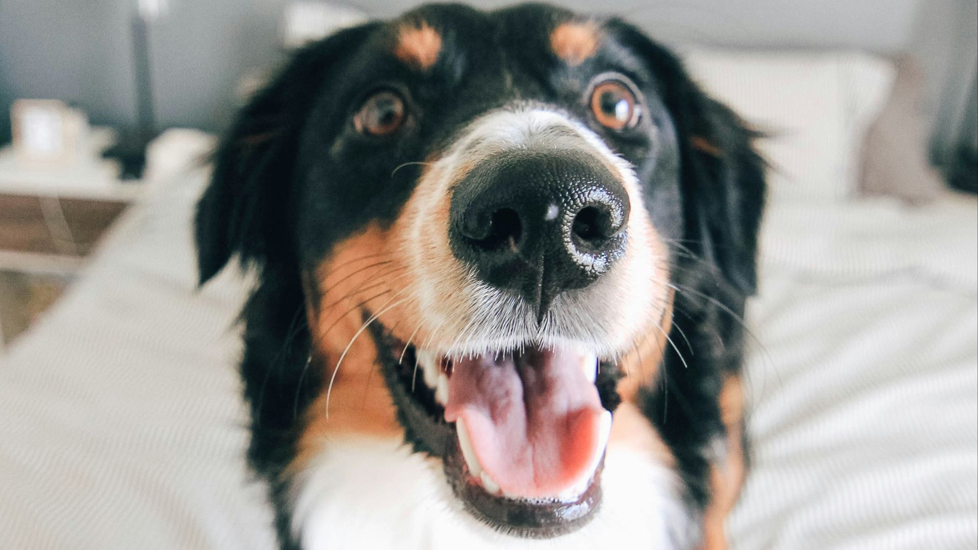 short-coated tricolor dog standing on bed