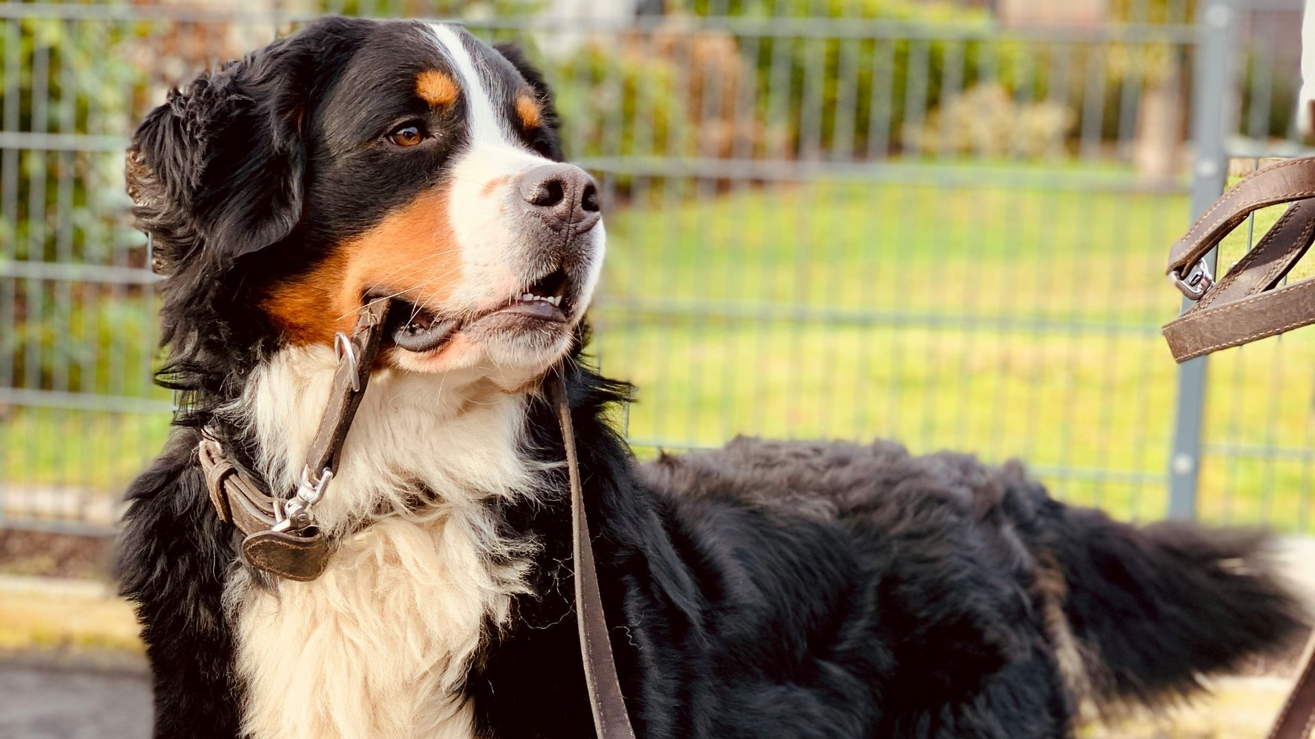 black white and brown bernese mountain dog