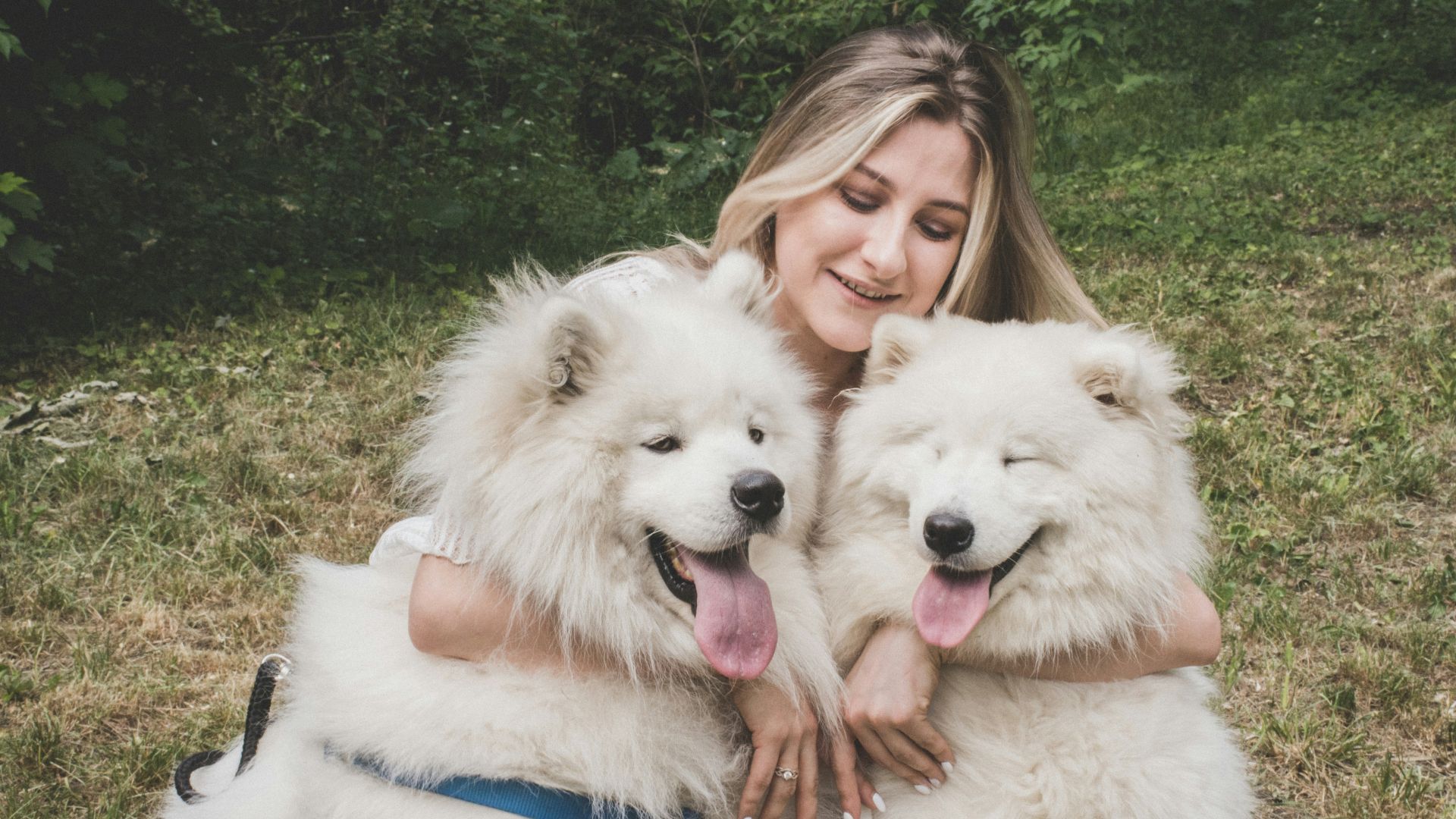 woman hugging white samoyed dogs
