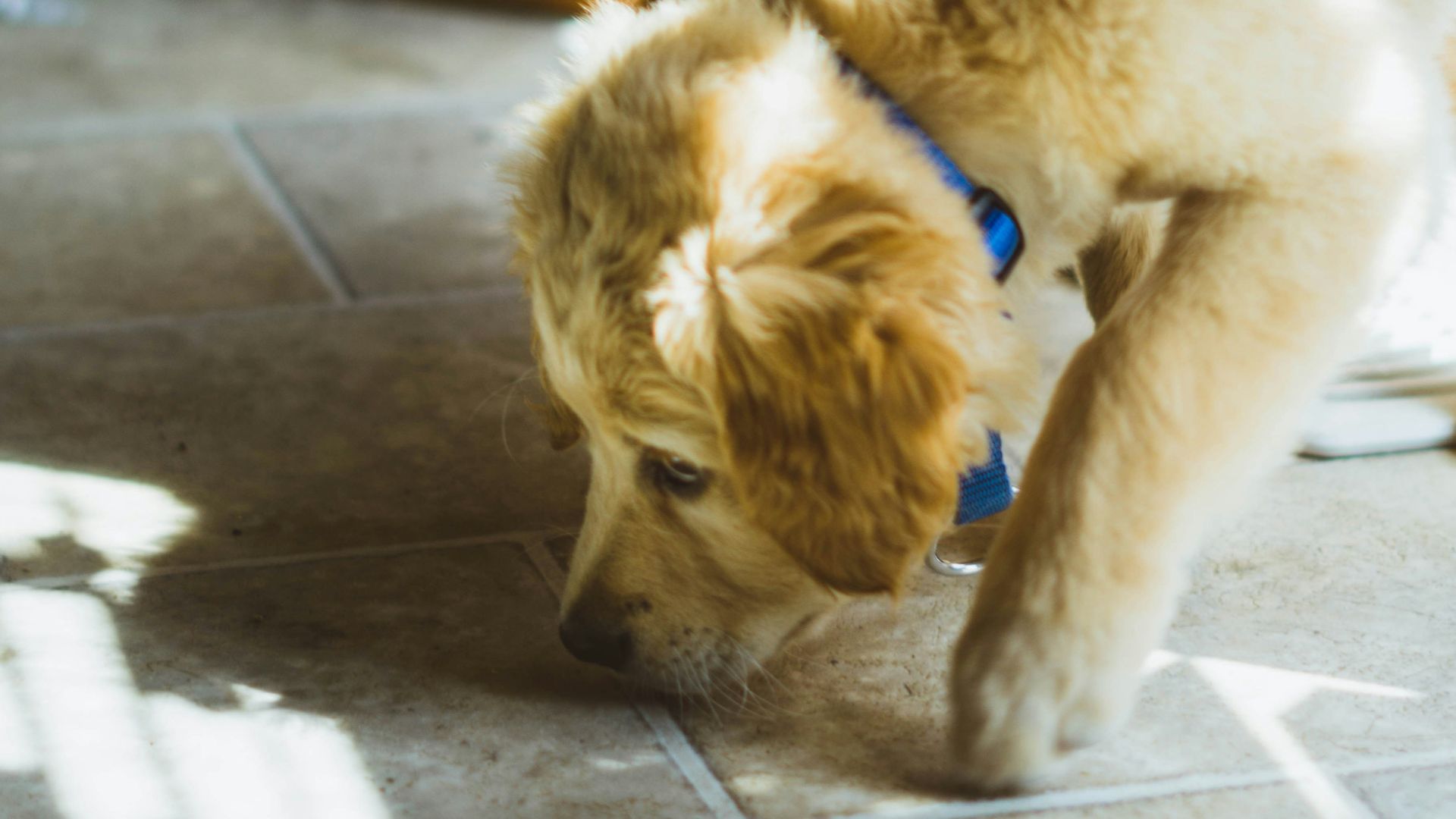 close photo of long-coated beige dog sniffing the floor