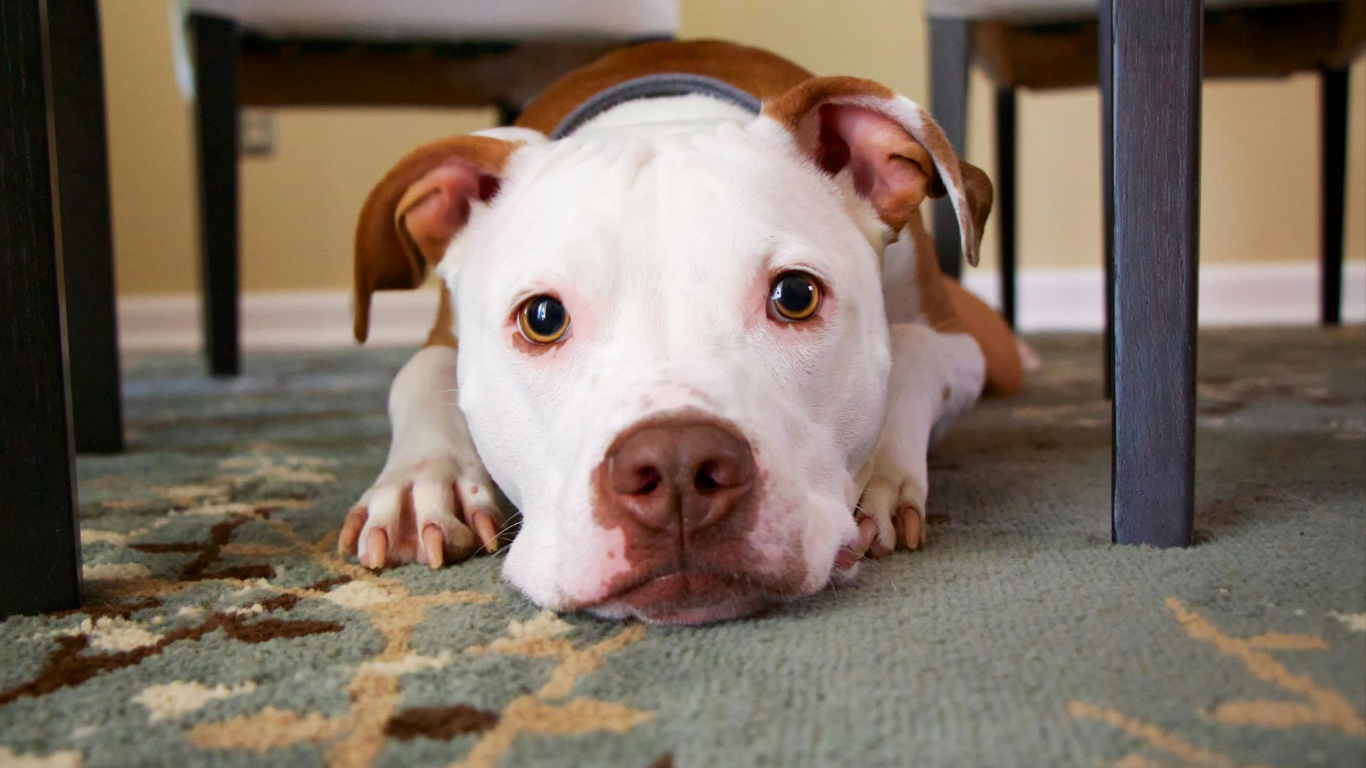 dog laying on area rug