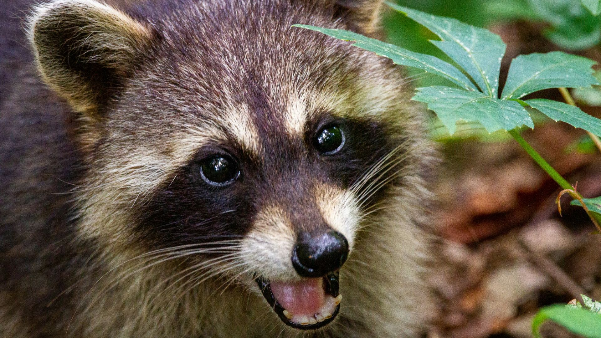 black and white animal on brown leaves