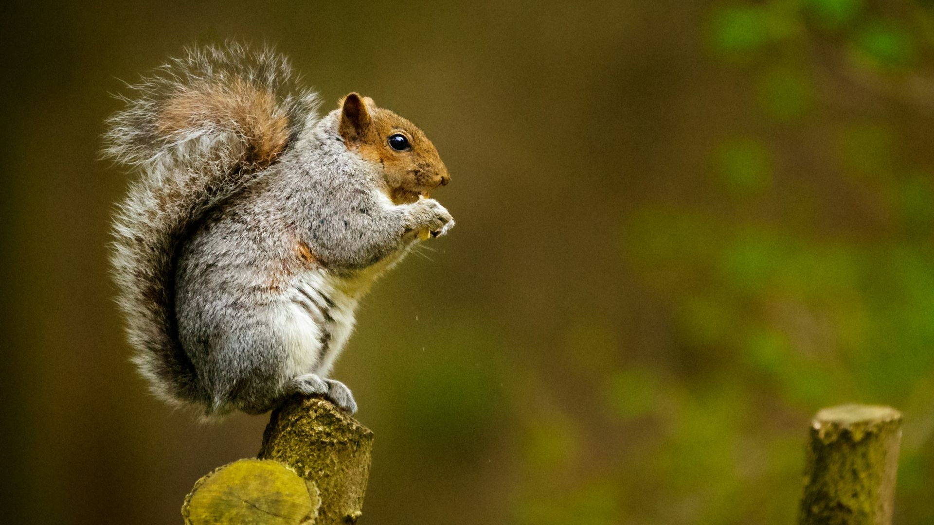 squirrel on tree trunk