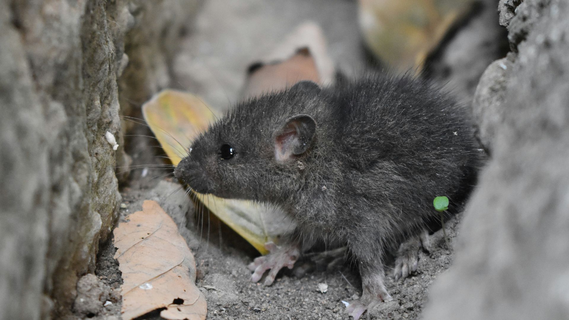 black mouse on gray concrete pavement