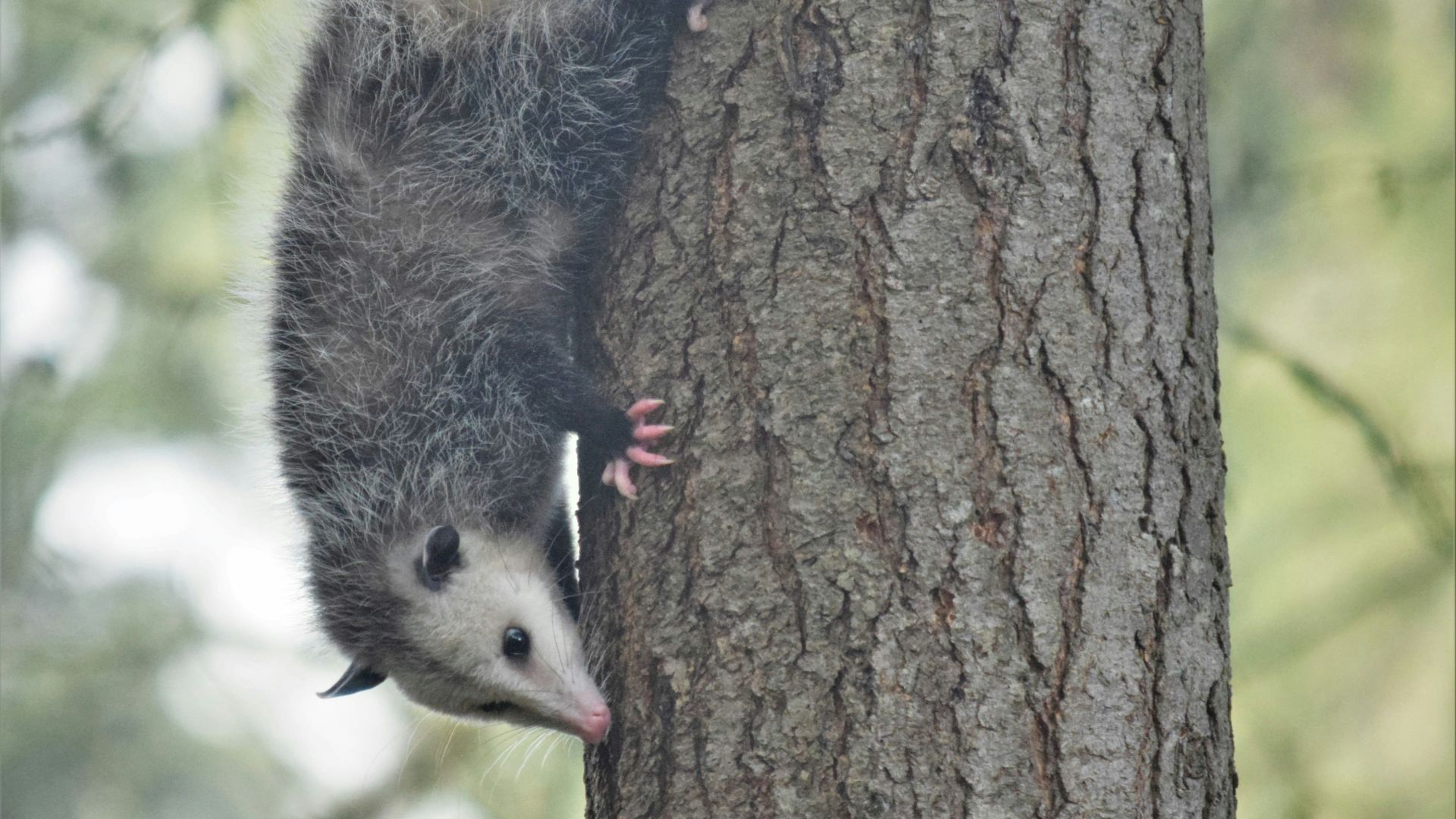 a small animal climbing up the side of a tree