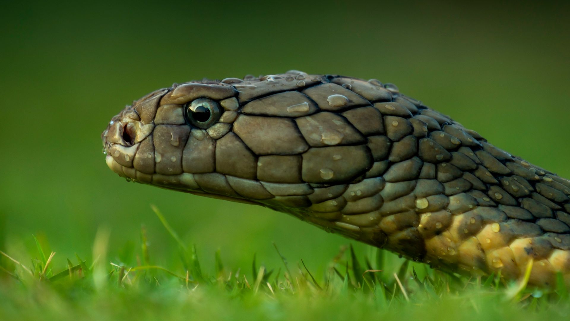brown snake on green grass