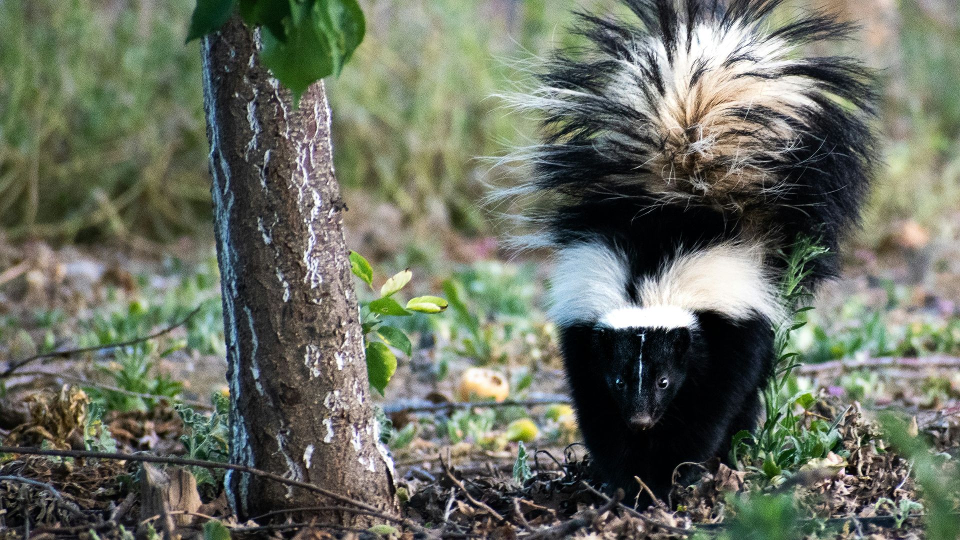 black and white animal on brown tree trunk during daytime