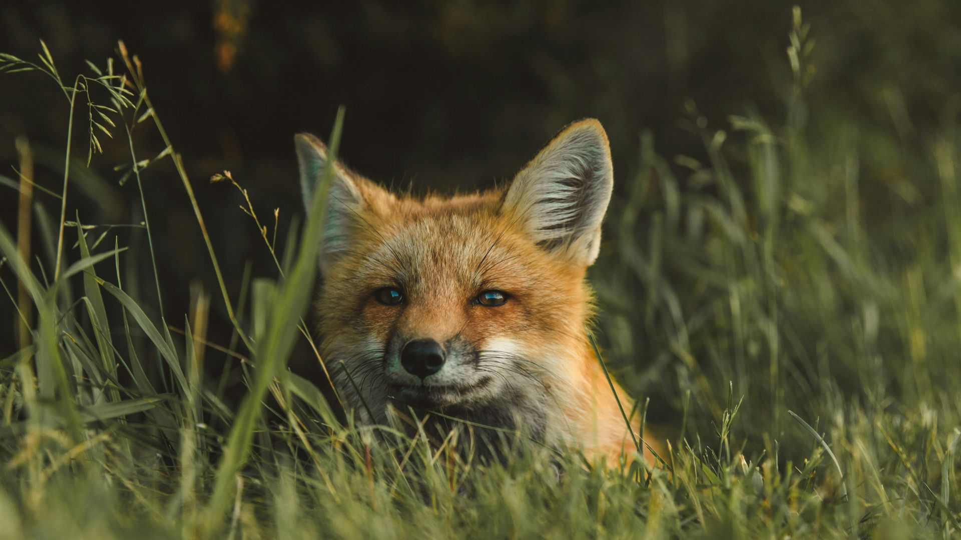 fox on green grass field during daytime