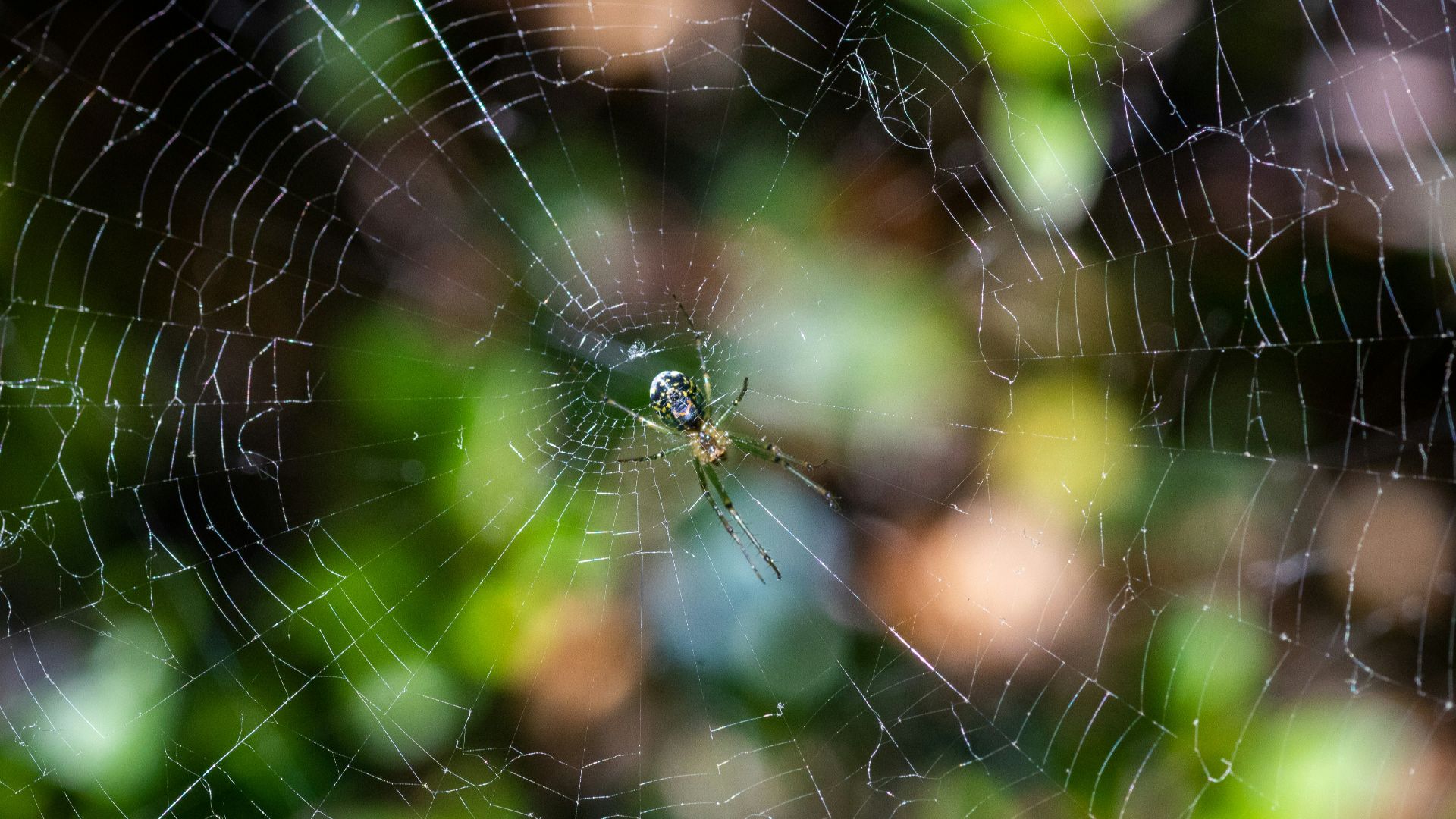 spider on web in close up photography during daytime
