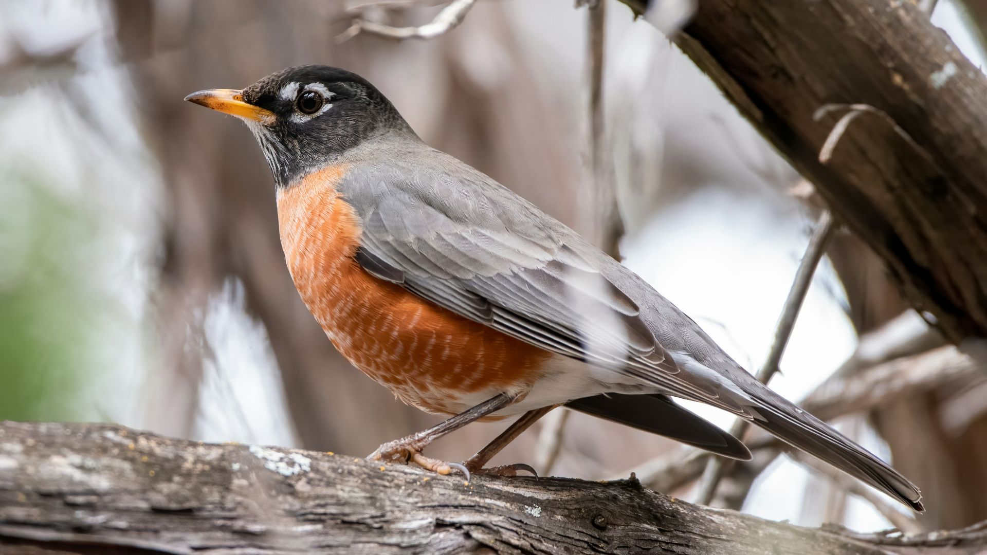 black and brown bird on tree branch