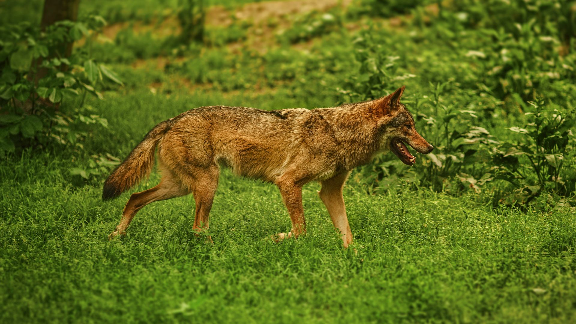 adult brown dog on green grass