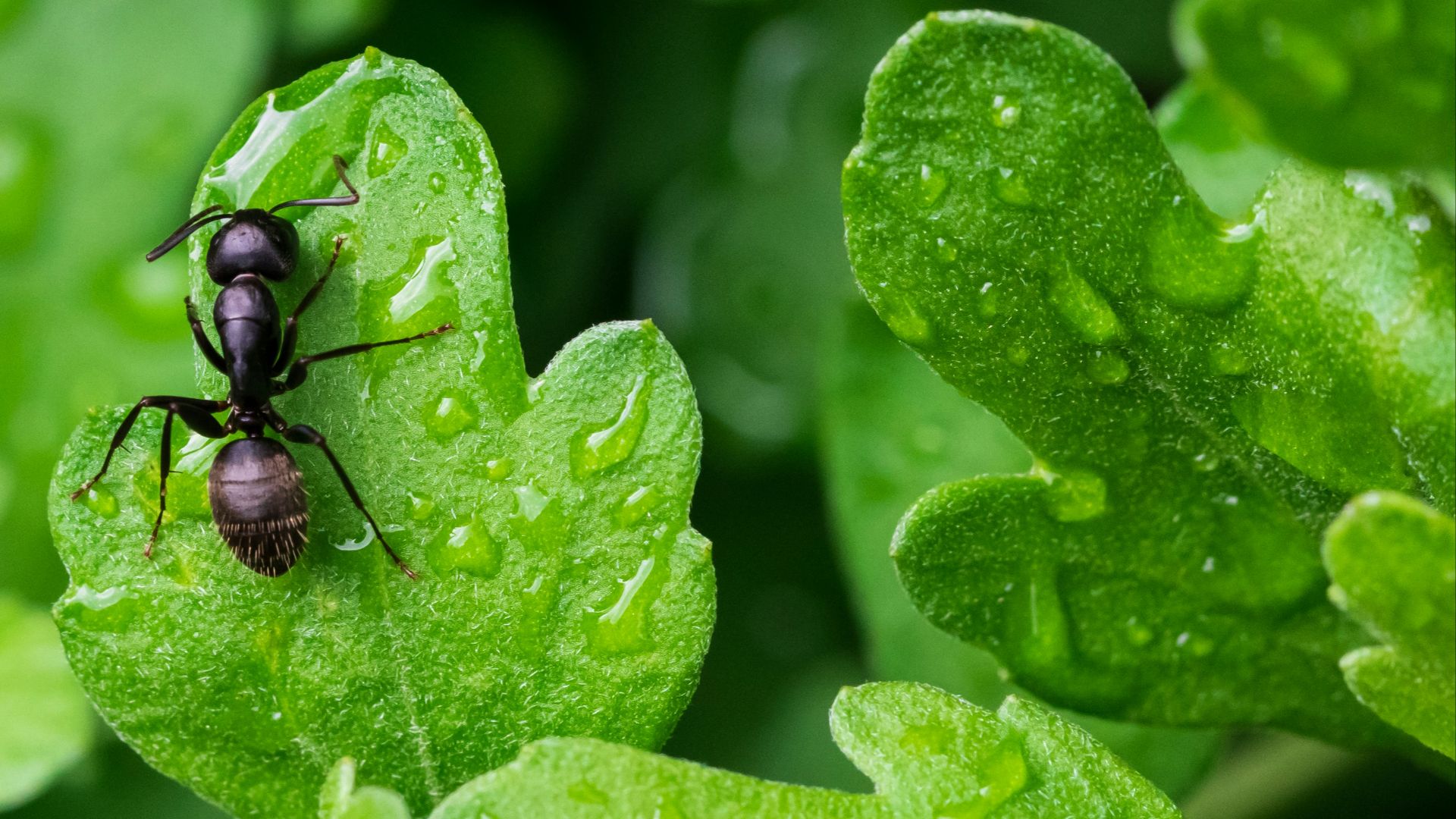 black ant on green leaf