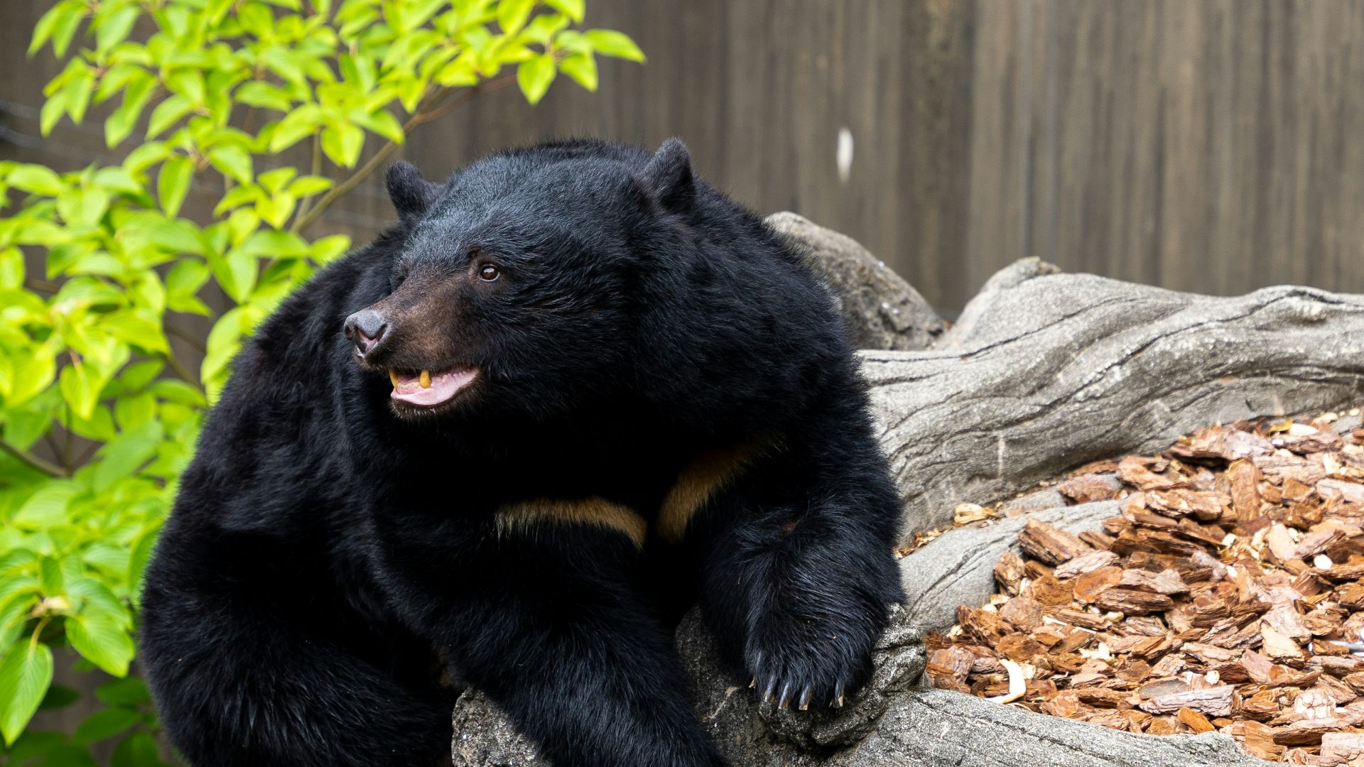 A black bear sitting on top of a tree branch