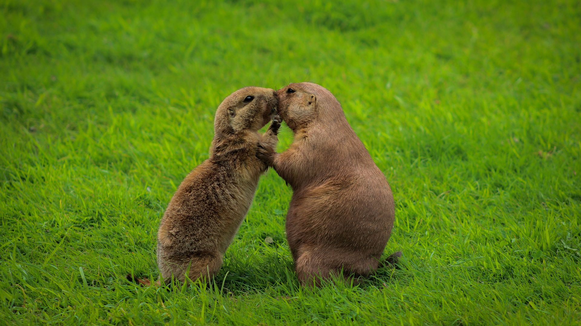 brown seal on green grass during daytime