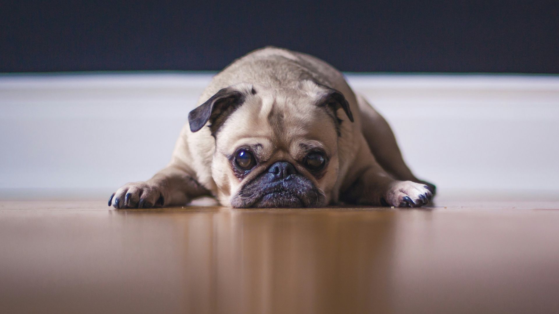 fawn pug lying on floor