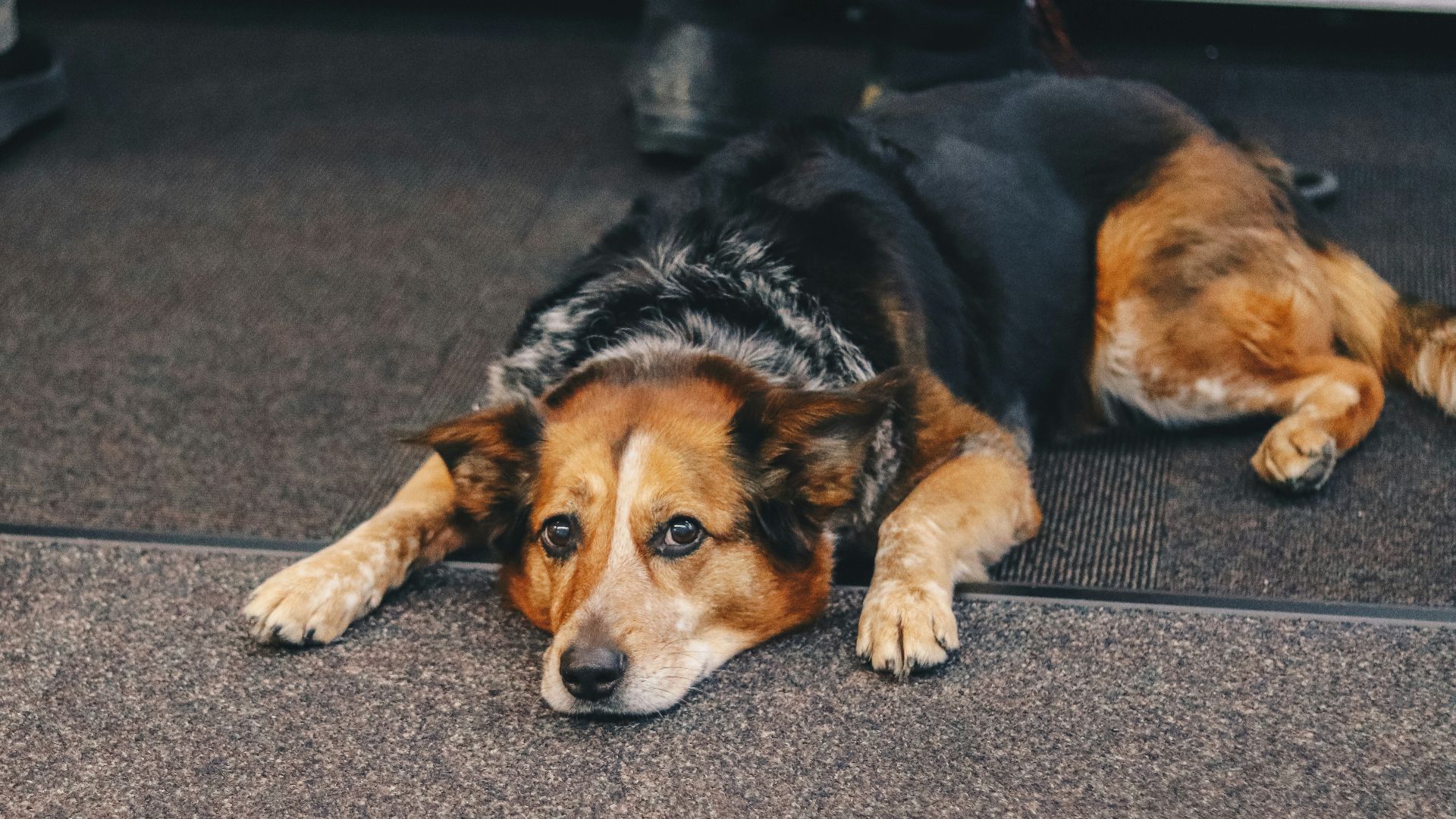 medium-coated black and brown dog lying on top of black mat