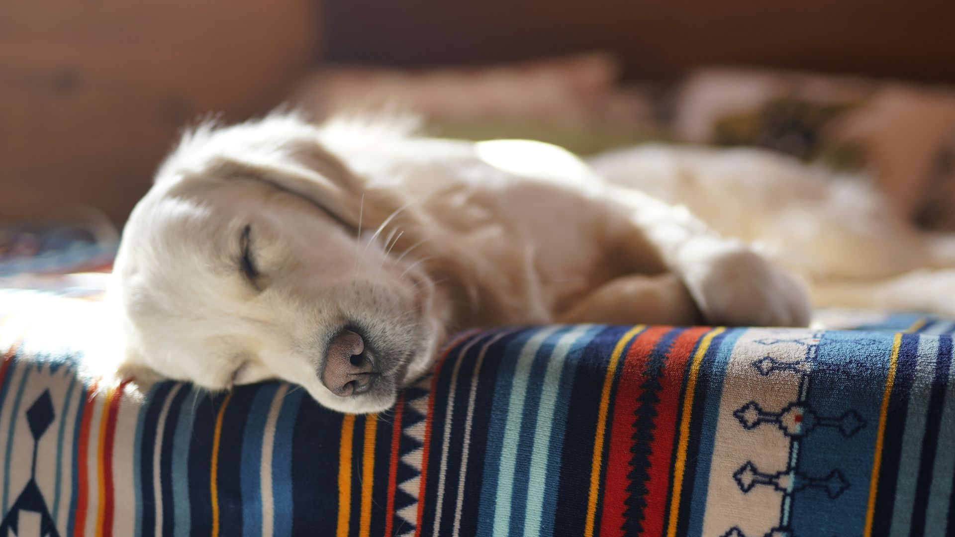 pet dog laying on bed