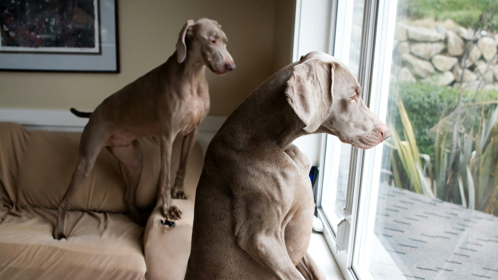 Two weimaraners watch outside the window.
