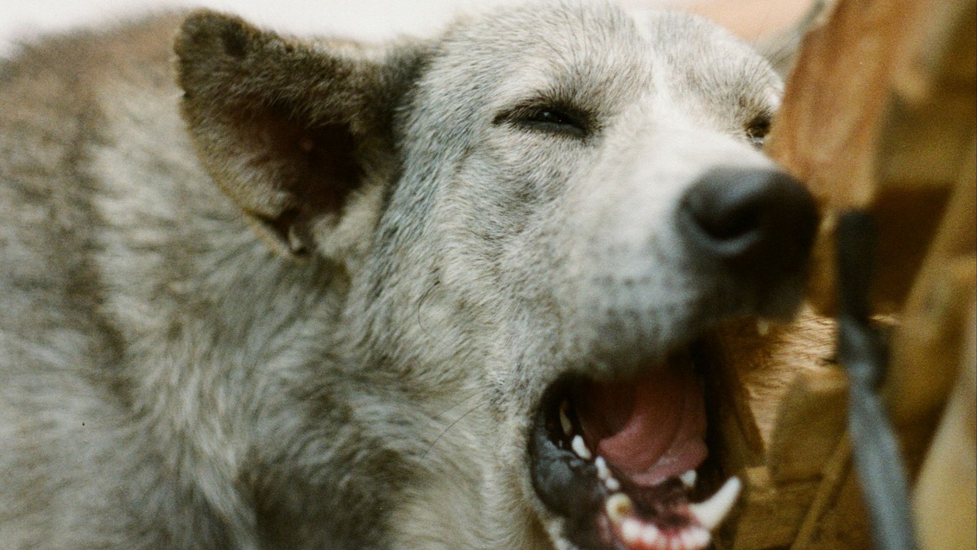 white and gray short coated dog